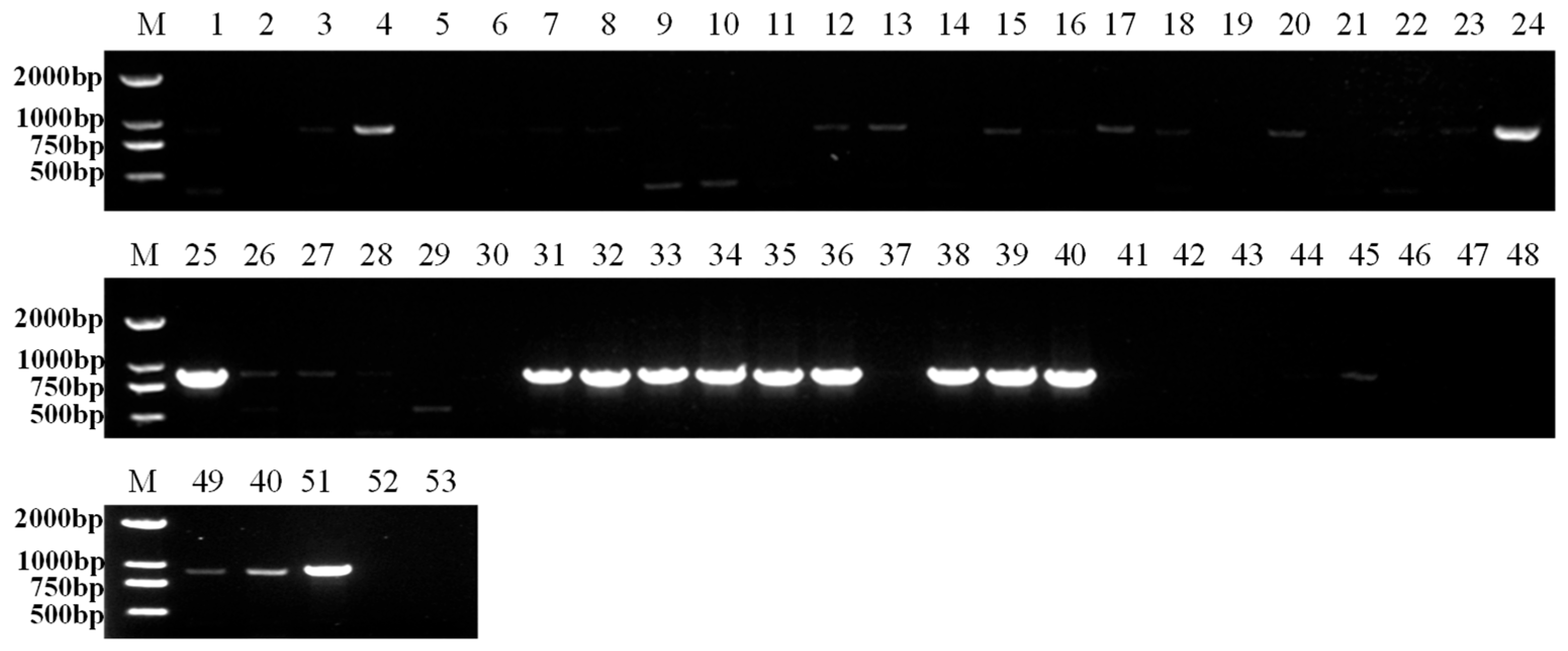 Microorganisms 13 02682 g004 Microorganisms 13 02682 g004