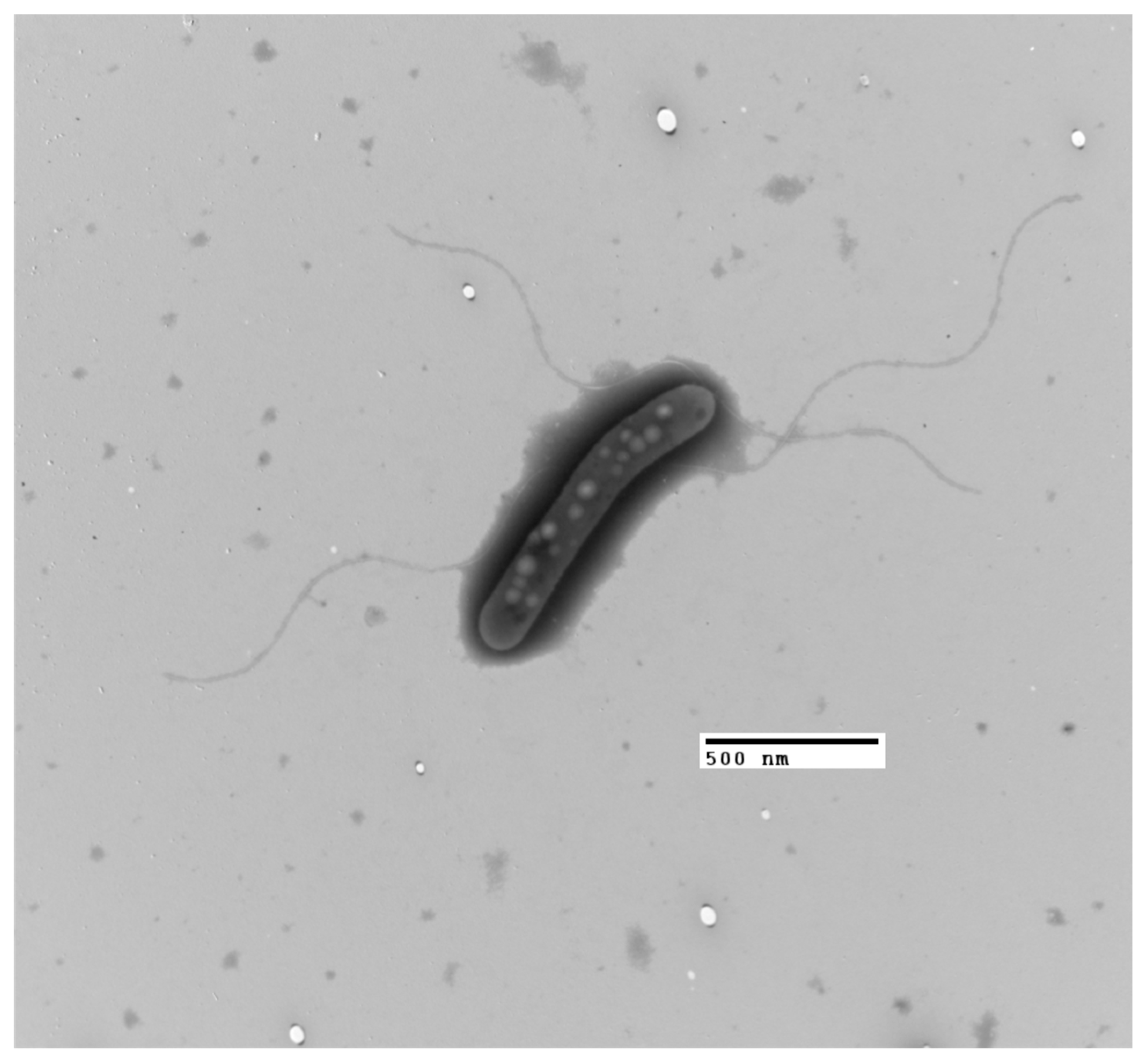Microorganisms 13 02683 g004