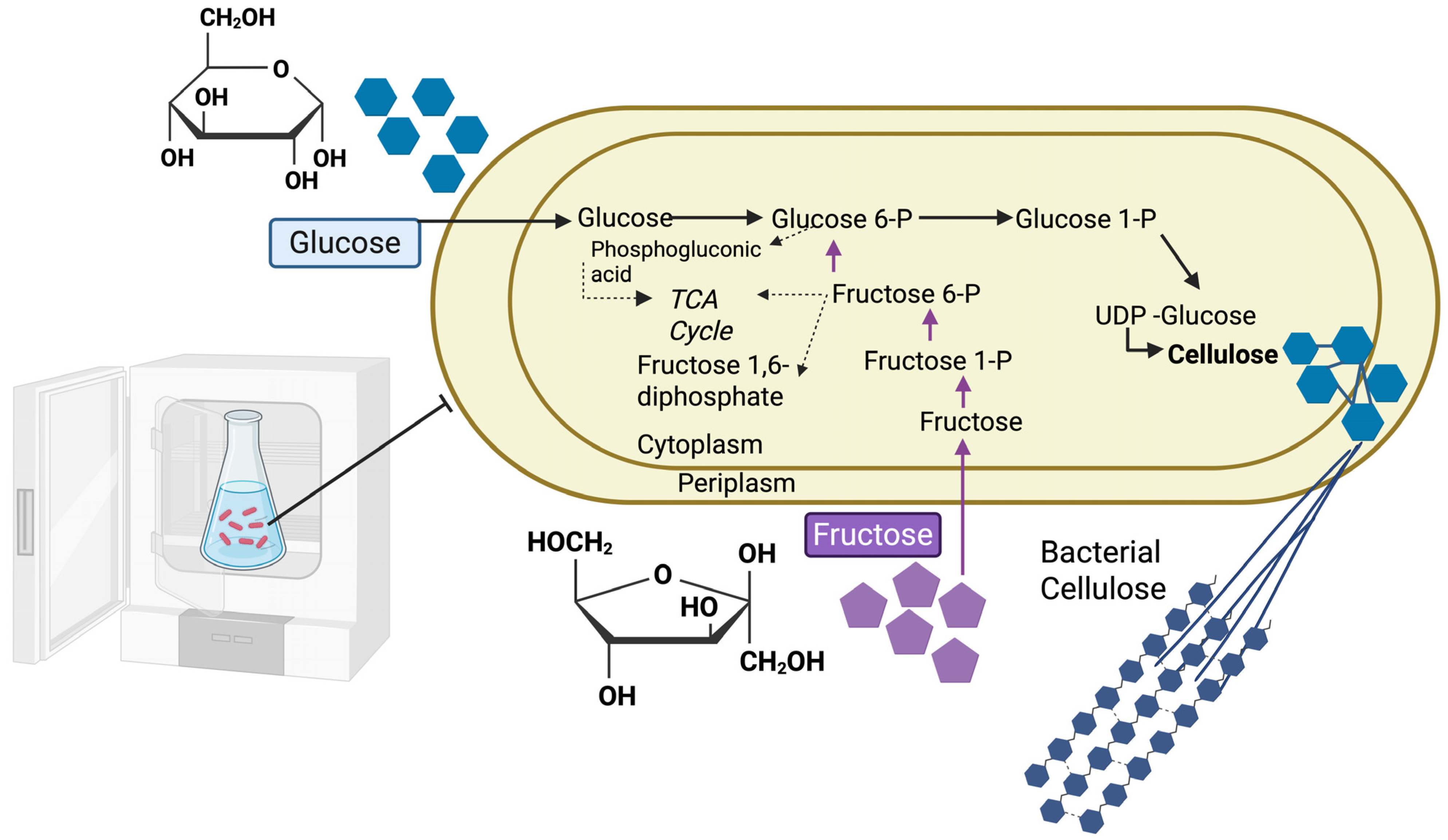 Microorganisms 13 02686 g001 Microorganisms 13 02686 g001