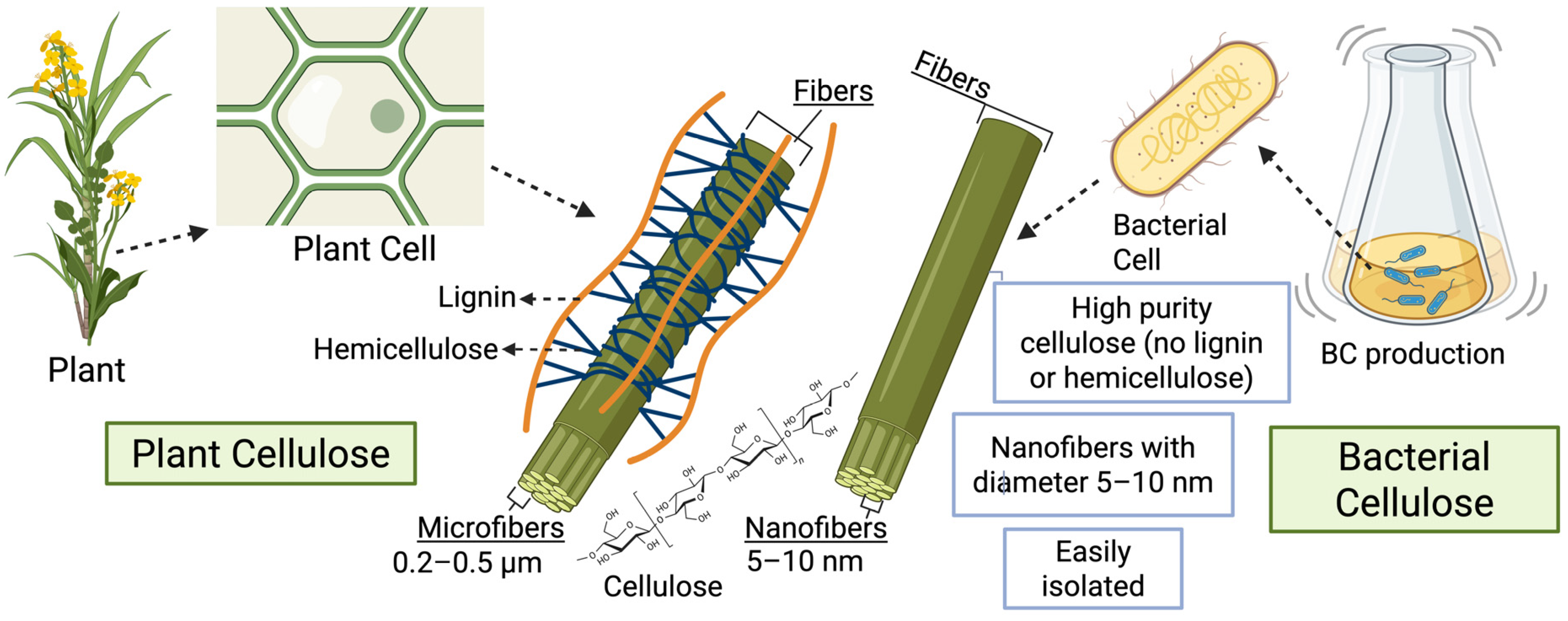 Microorganisms 13 02686 g002 Microorganisms 13 02686 g002