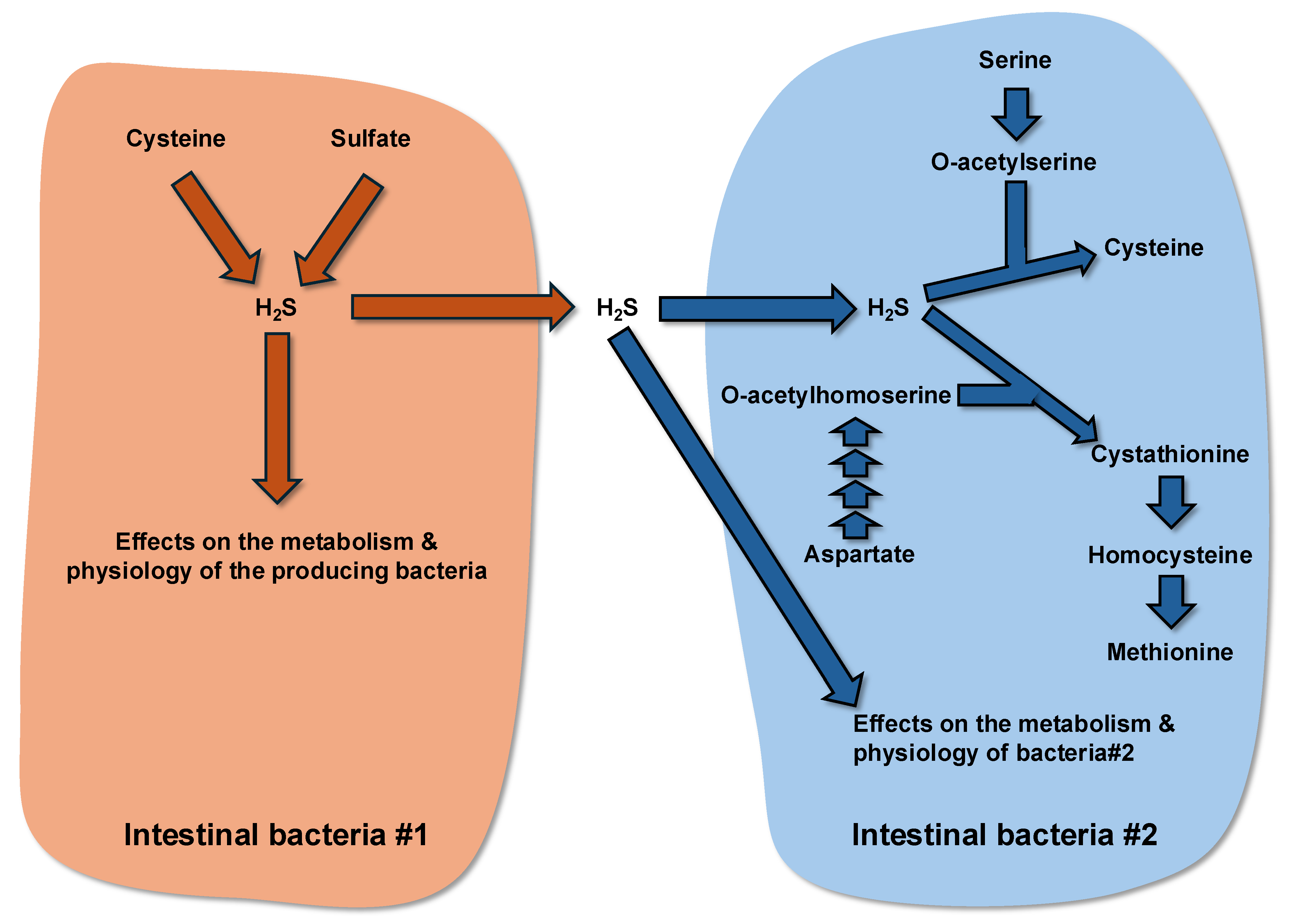 Microorganisms 13 02690 g003