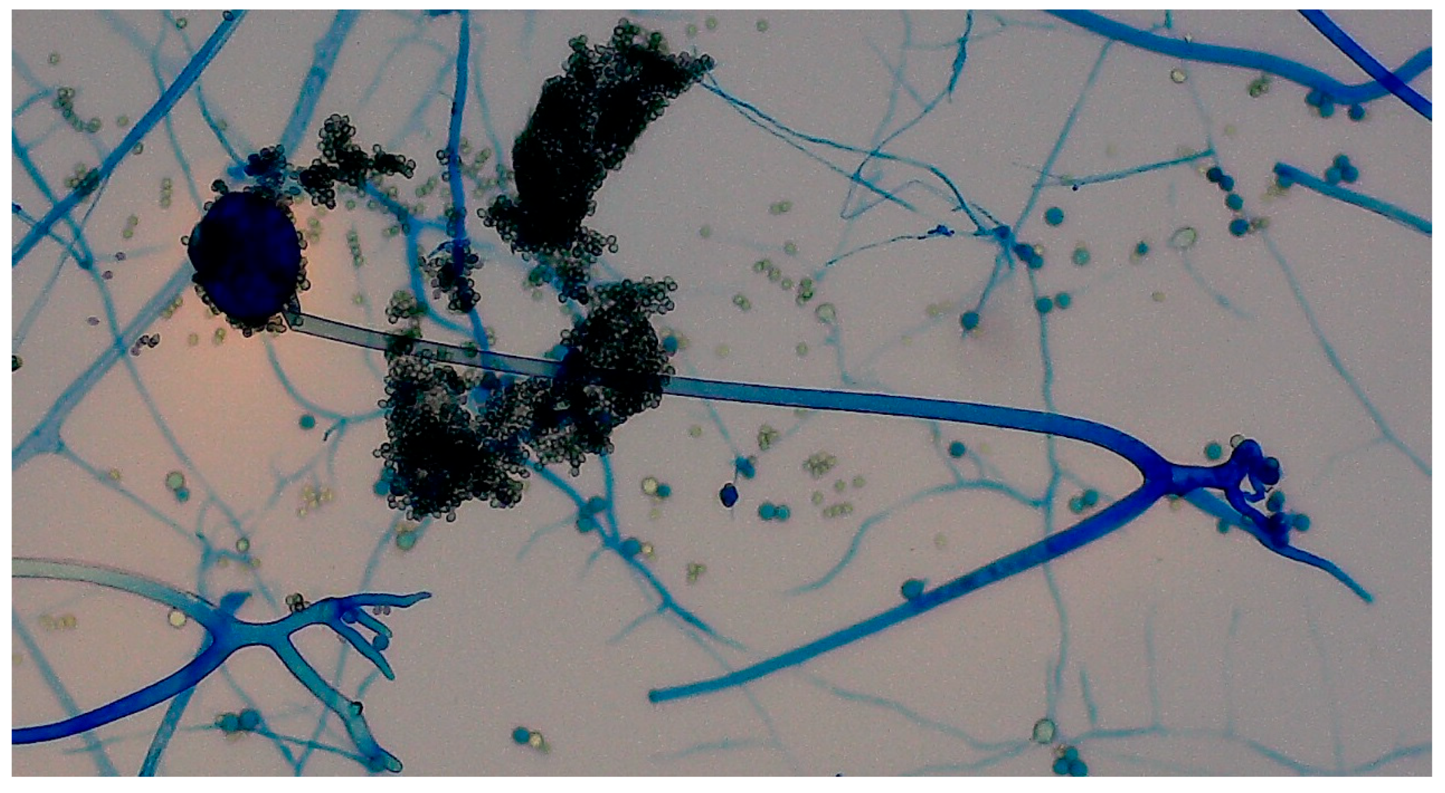 Microorganisms 13 02695 g007