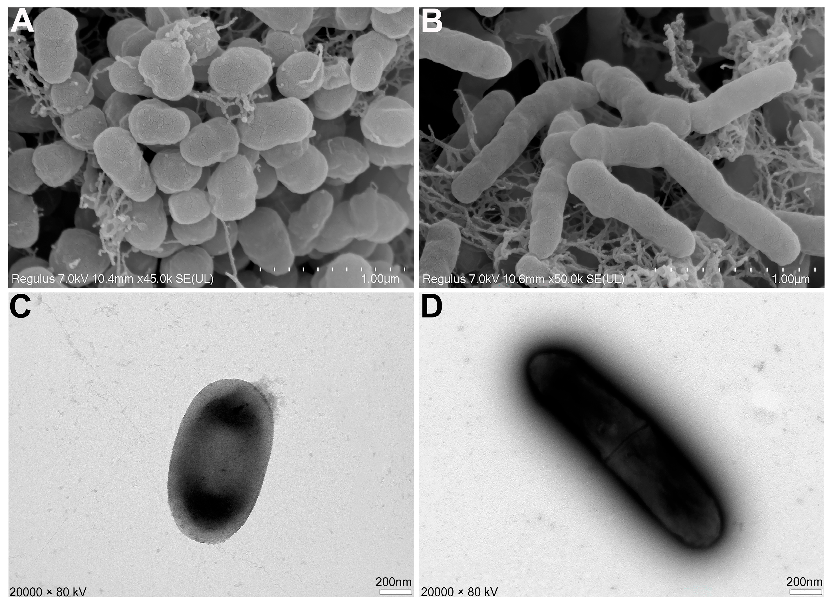 Microorganisms 13 02701 g003