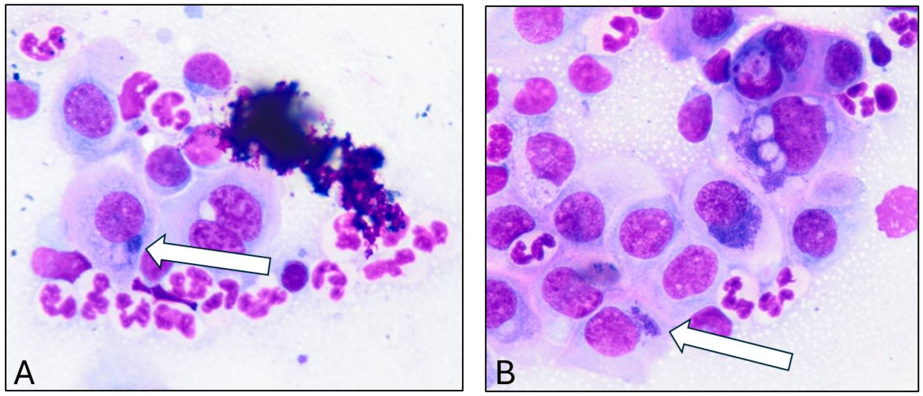 Microorganisms 13 02715 g001