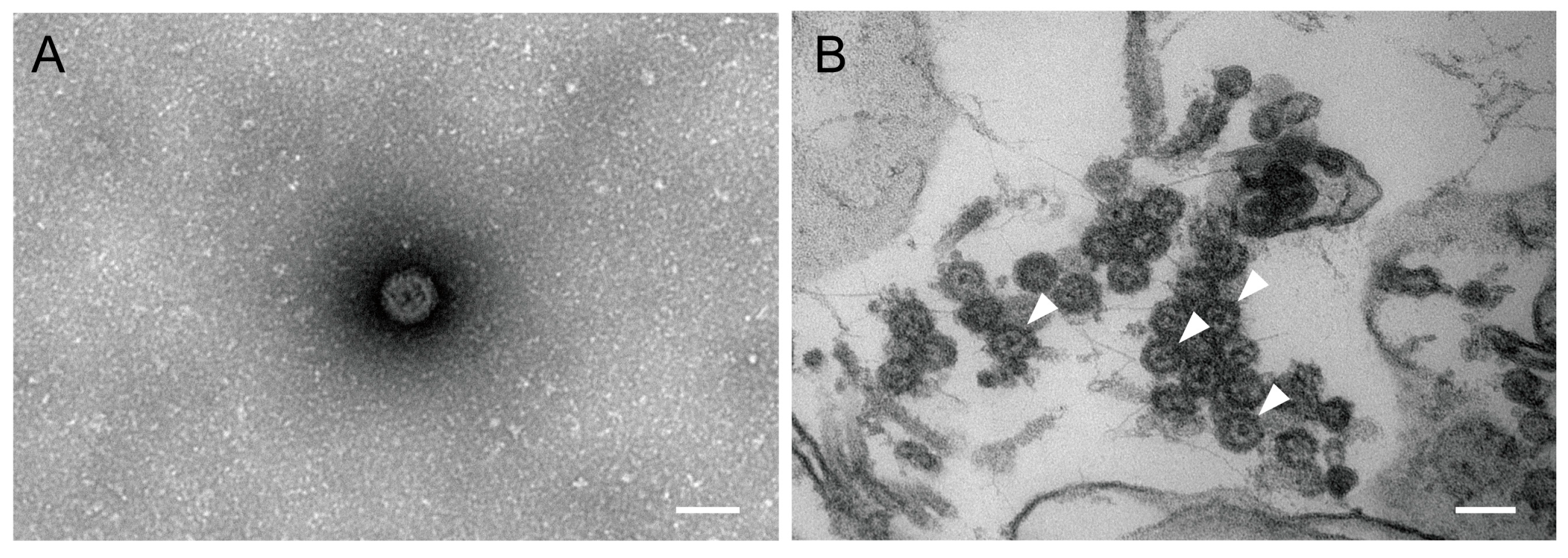 Microorganisms 13 02717 g003