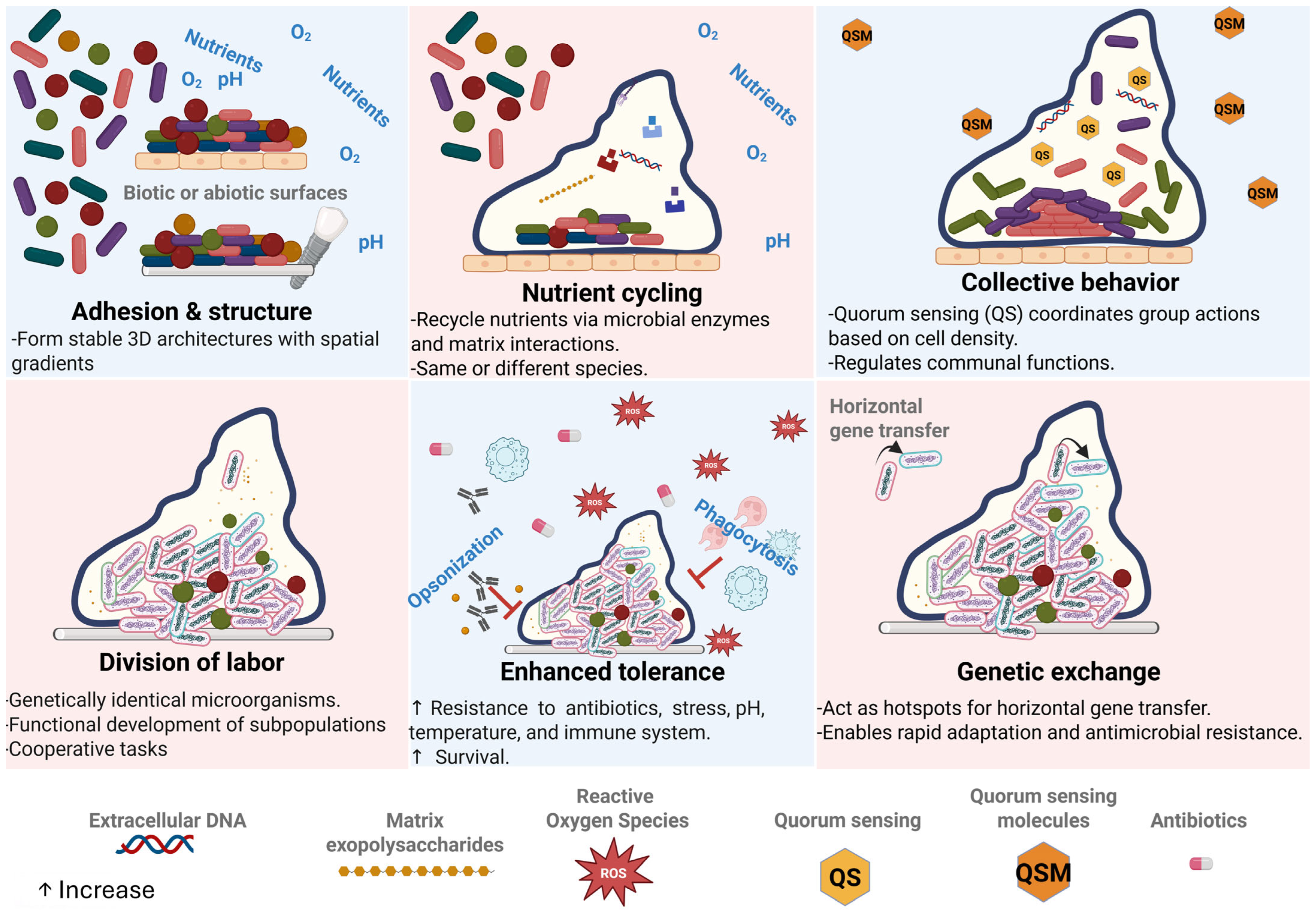 Microorganisms 13 02726 g001 Microorganisms 13 02726 g001