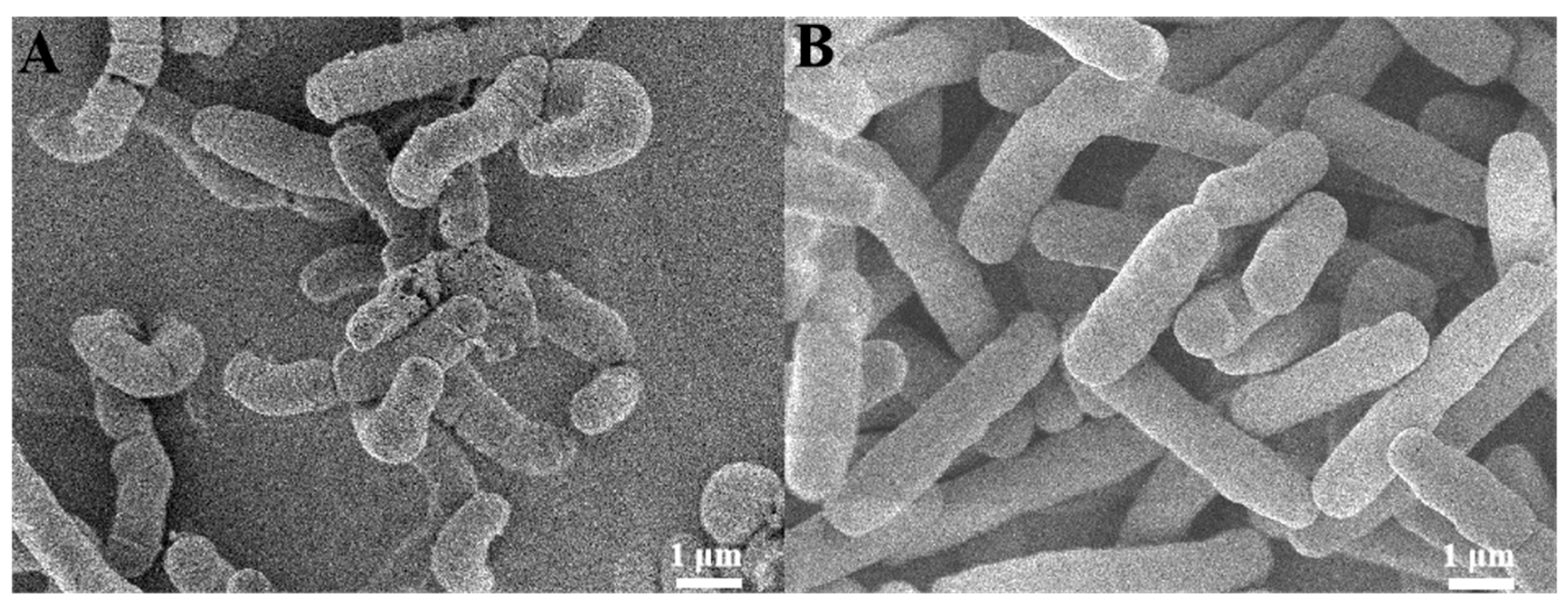 Microorganisms 13 02731 g003