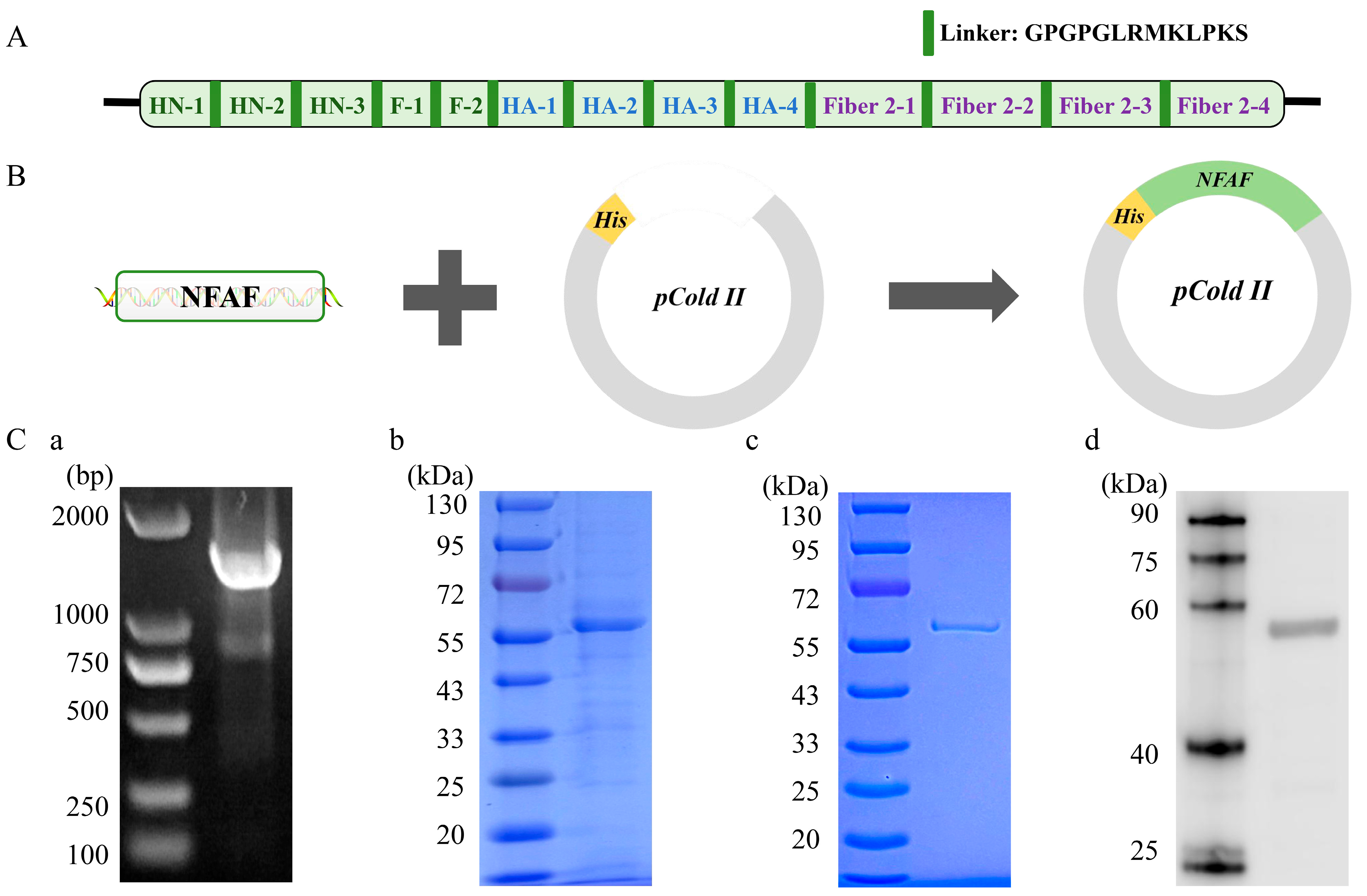 Microorganisms 13 02744 g007
