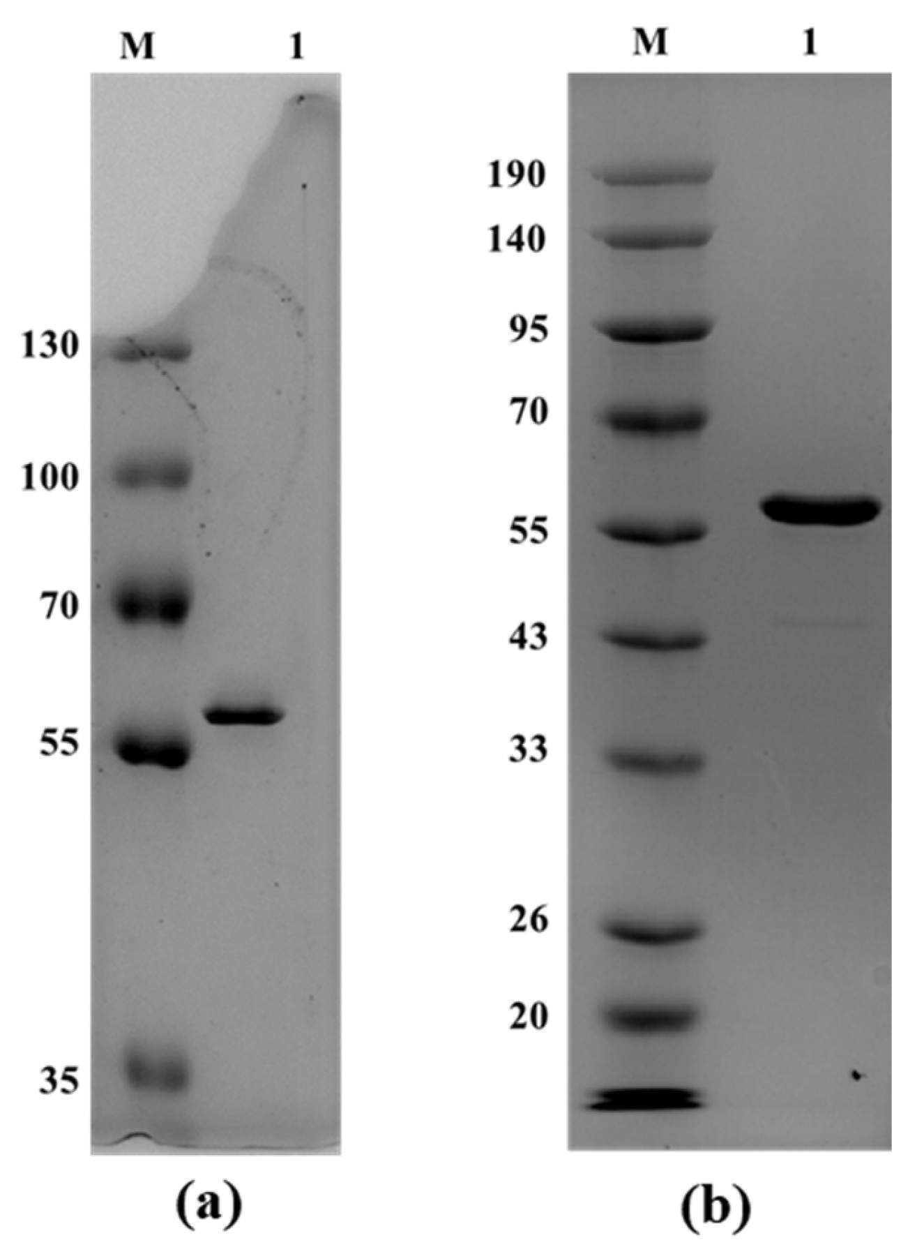 Microorganisms 13 02747 g002 Microorganisms 13 02747 g002