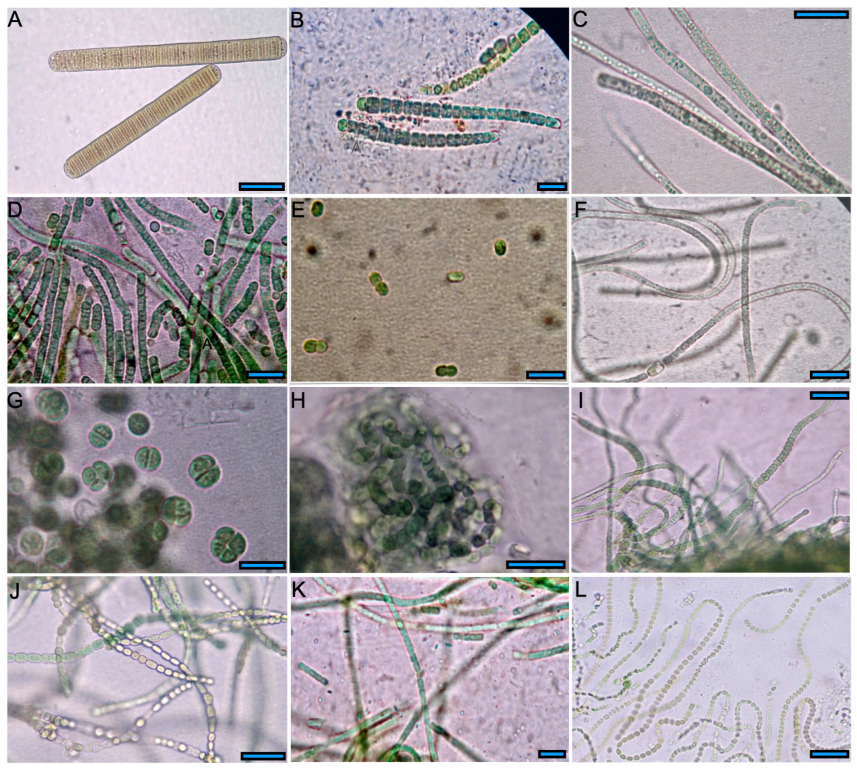 Microorganisms 13 02763 g003 Microorganisms 13 02763 g003