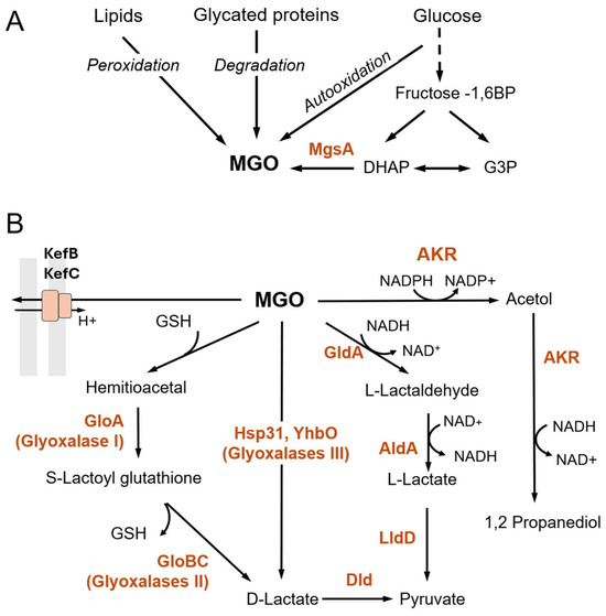 enzyme-catalysed conjugations of glutathione with unsaturated compound doi Glutathione-Mediated Conjugation of Anticancer Drugs: An Overview of  Reaction Mechanisms and Biological Significance for Drug Detoxification and  Bioactivation