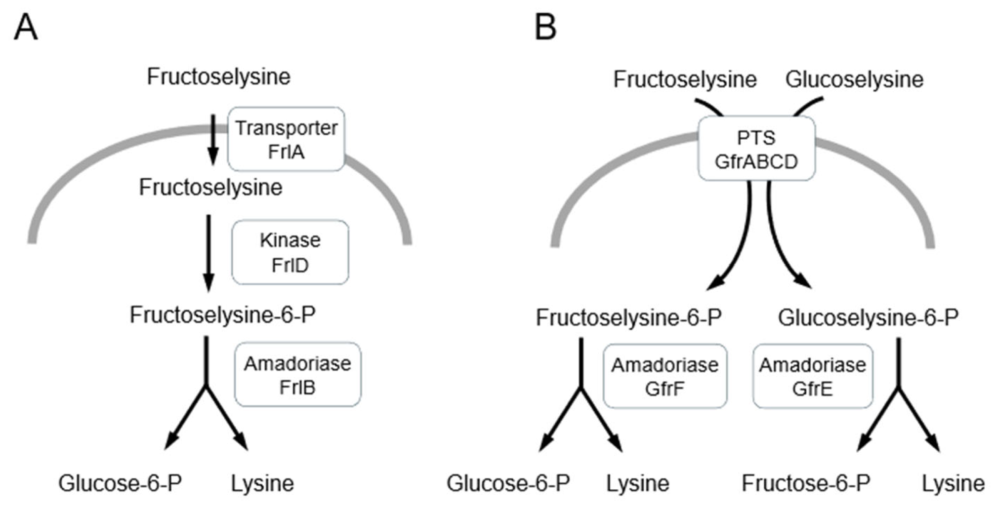 Microorganisms 13 02778 g003 Microorganisms 13 02778 g003