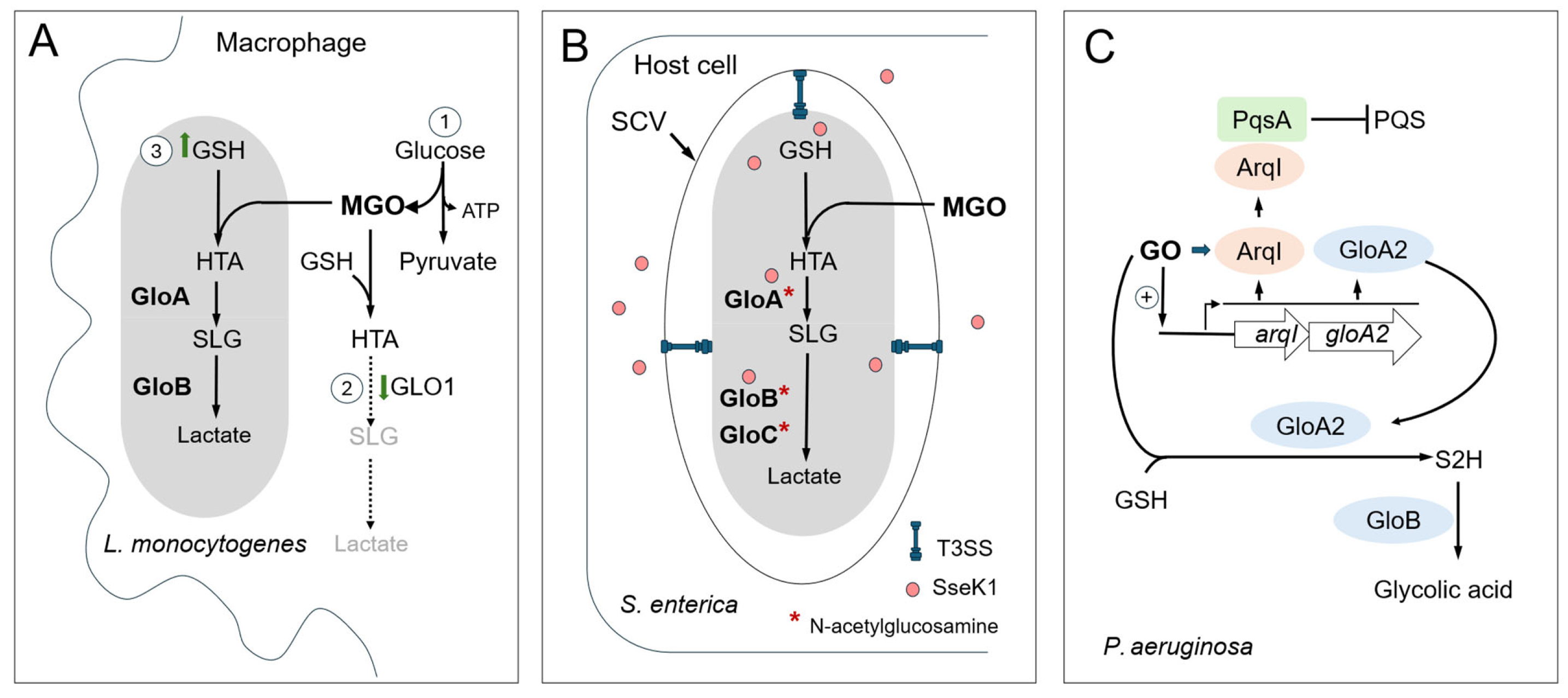 Microorganisms 13 02778 g005 Microorganisms 13 02778 g005