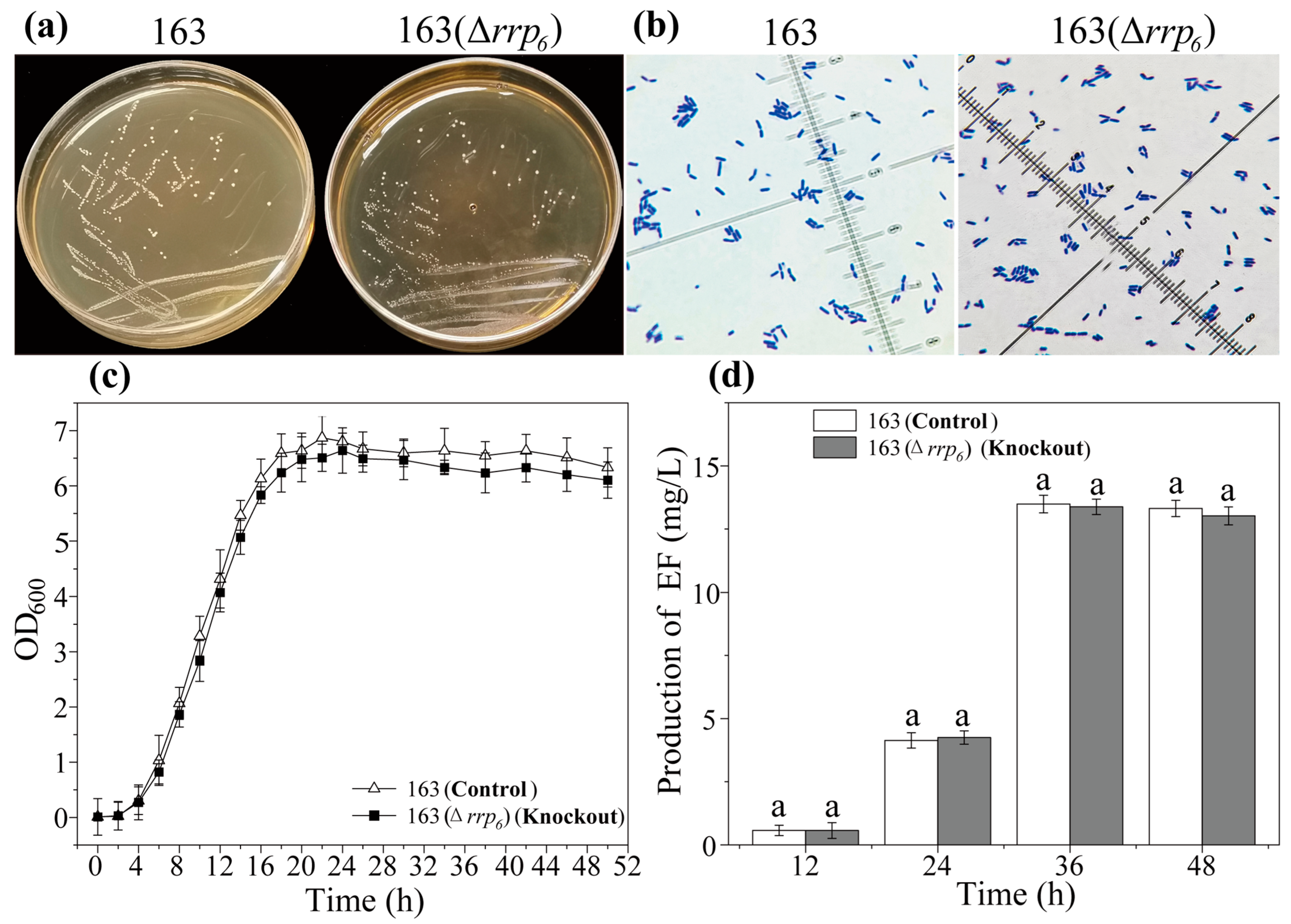 Microorganisms 13 02780 g006 Microorganisms 13 02780 g006