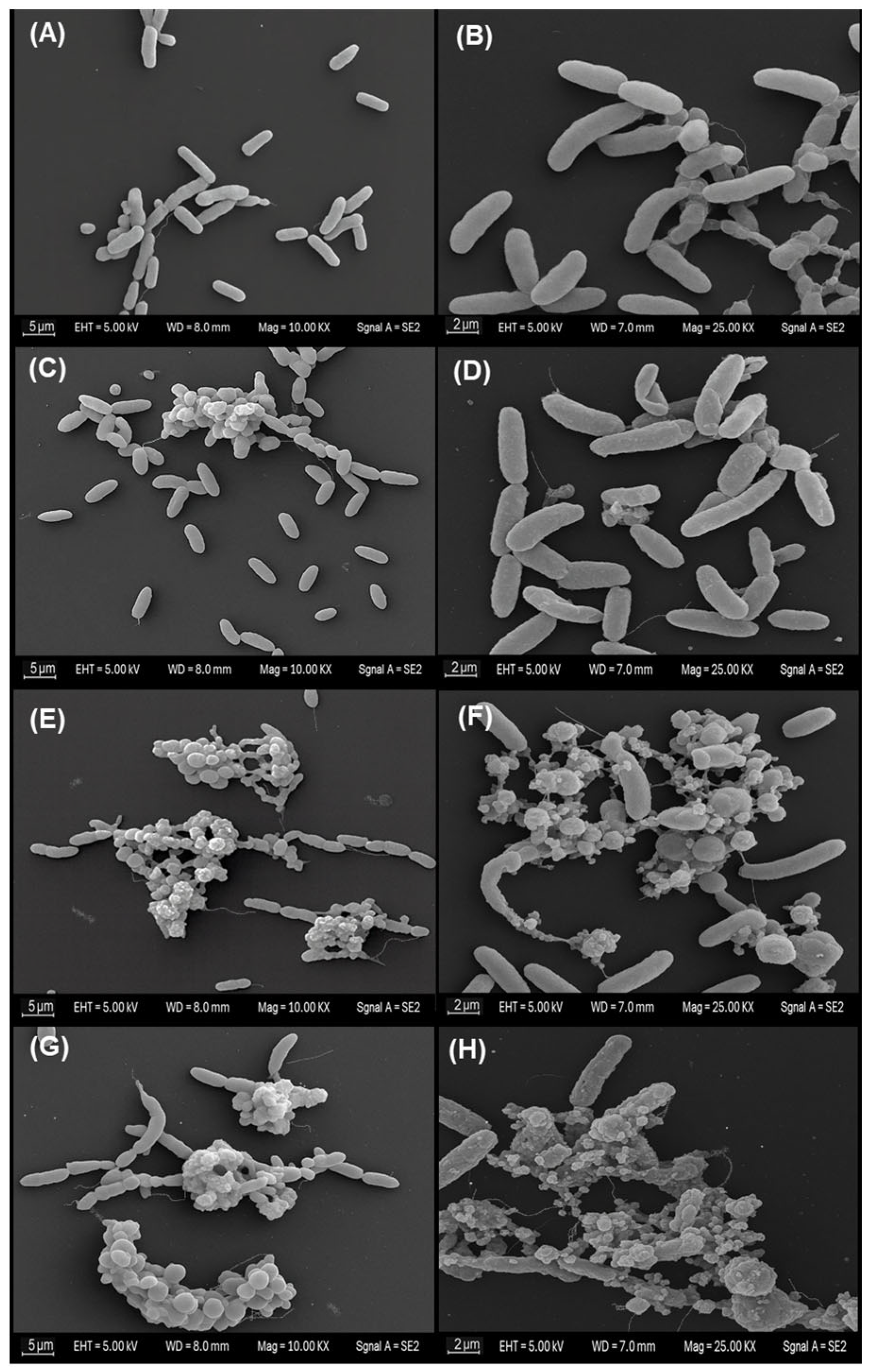Microorganisms 13 02784 g002