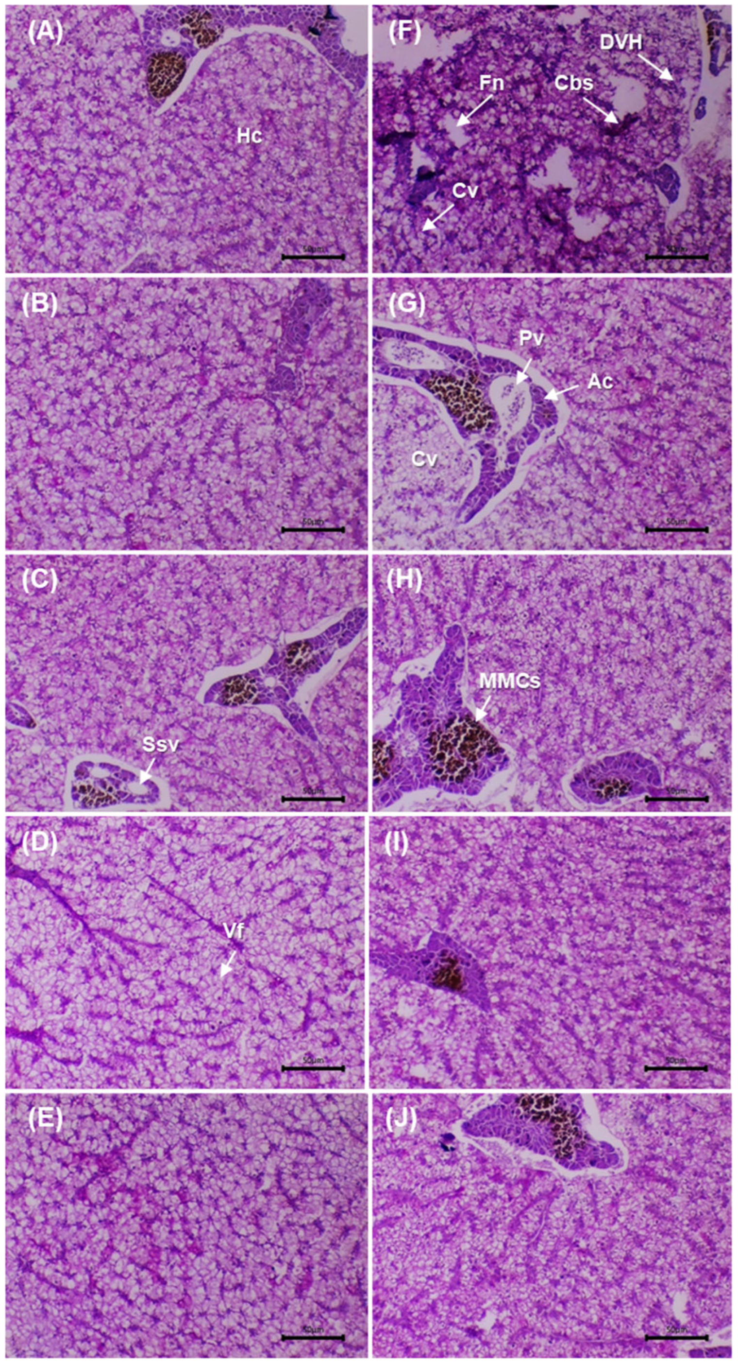 Microorganisms 13 02784 g005
