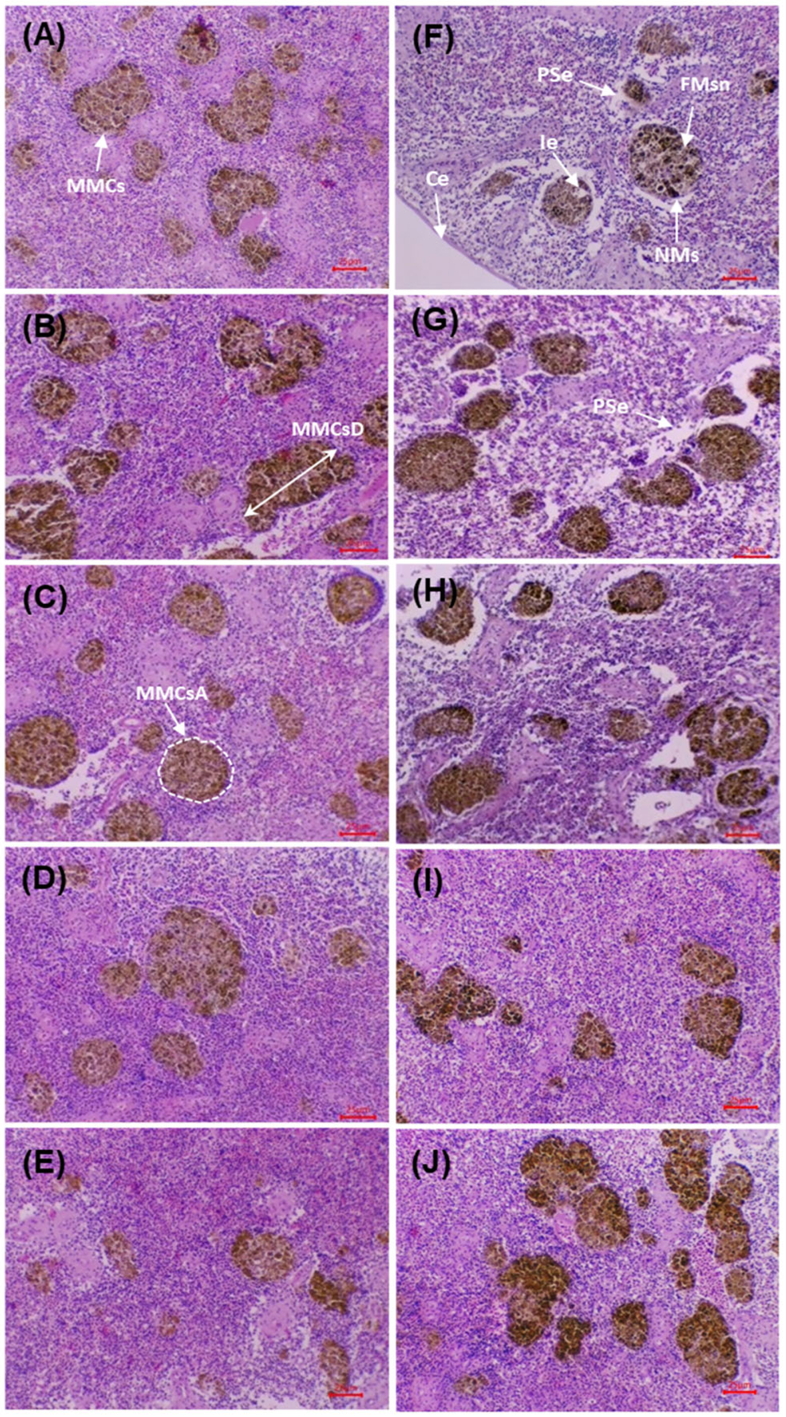 Microorganisms 13 02784 g006