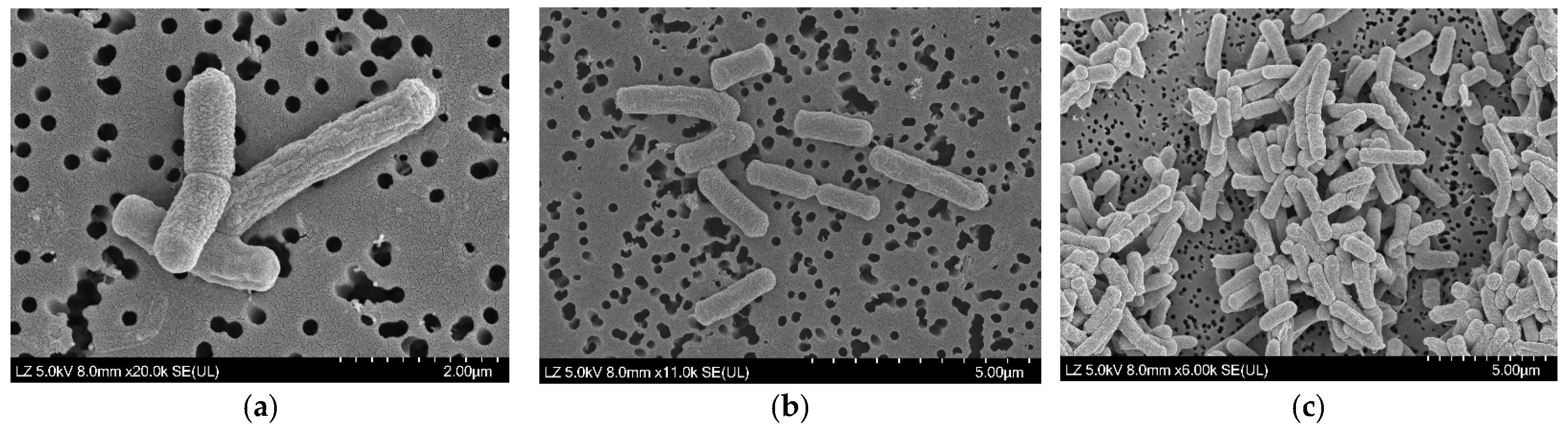 Microorganisms 13 02786 g003