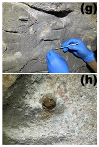 Microorganisms 13 02788 i004