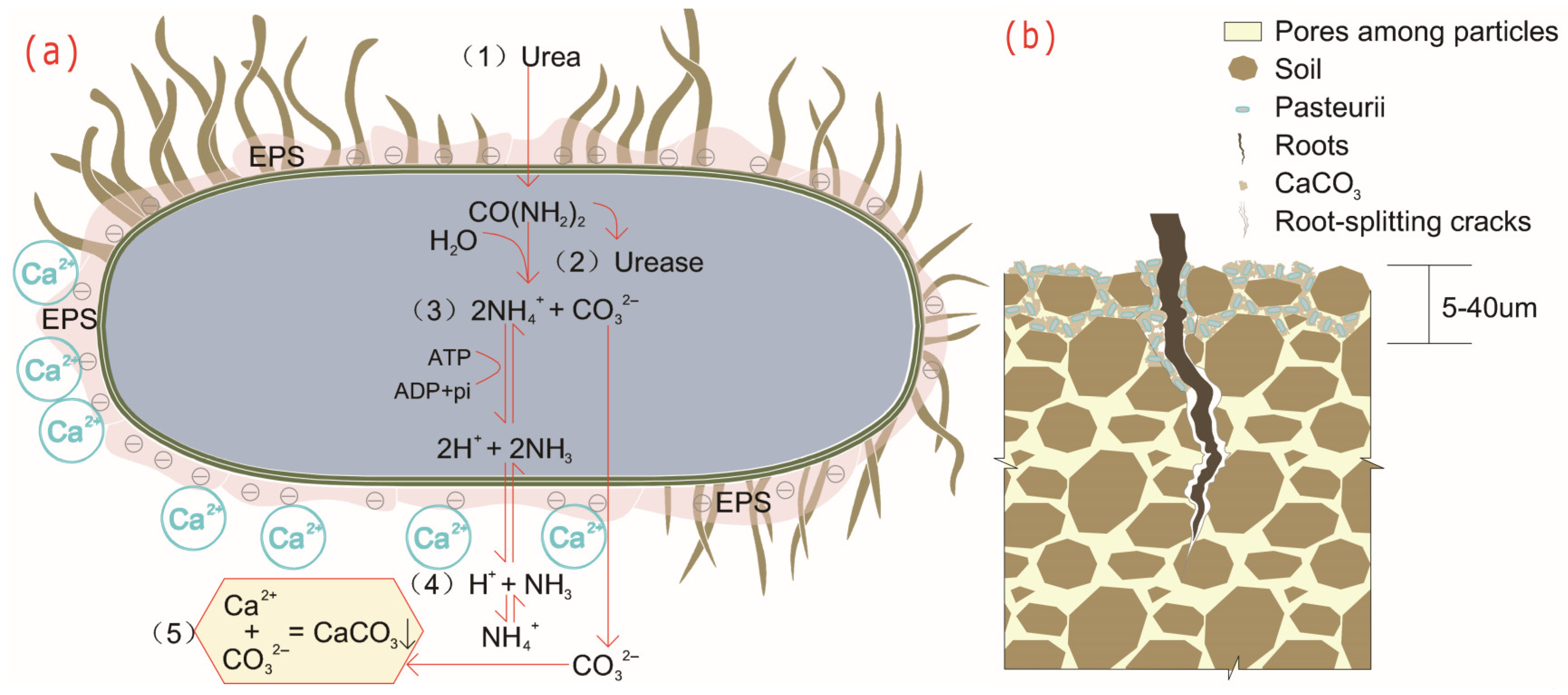Microorganisms 13 02802 g002 Microorganisms 13 02802 g002