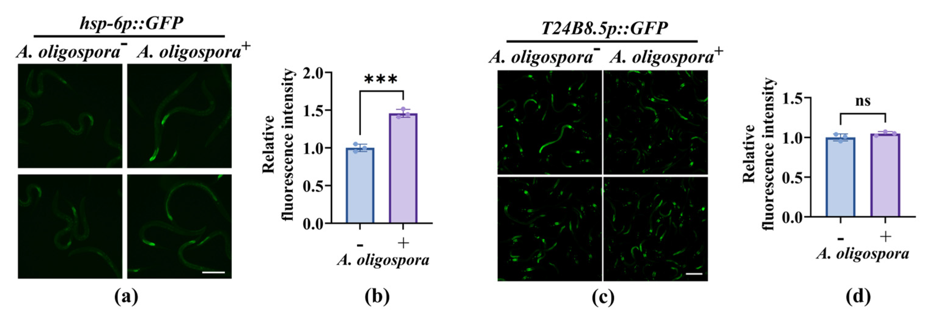 Microorganisms 13 02816 g006