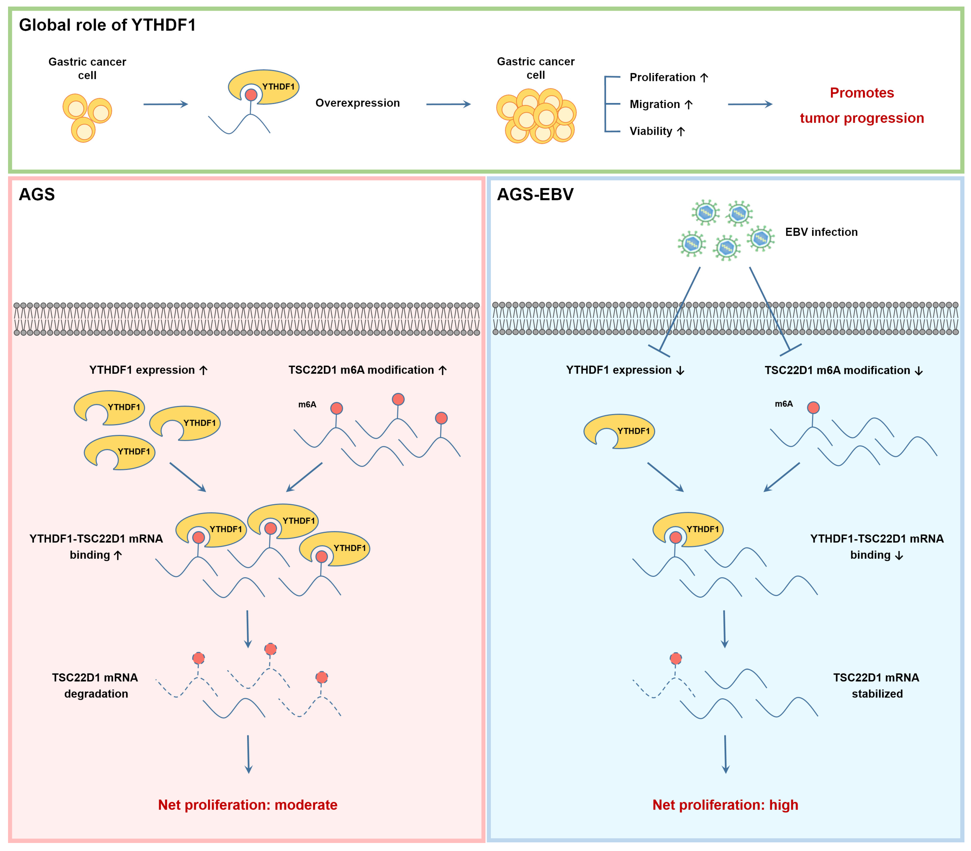 Microorganisms 13 02820 g008 Microorganisms 13 02820 g008