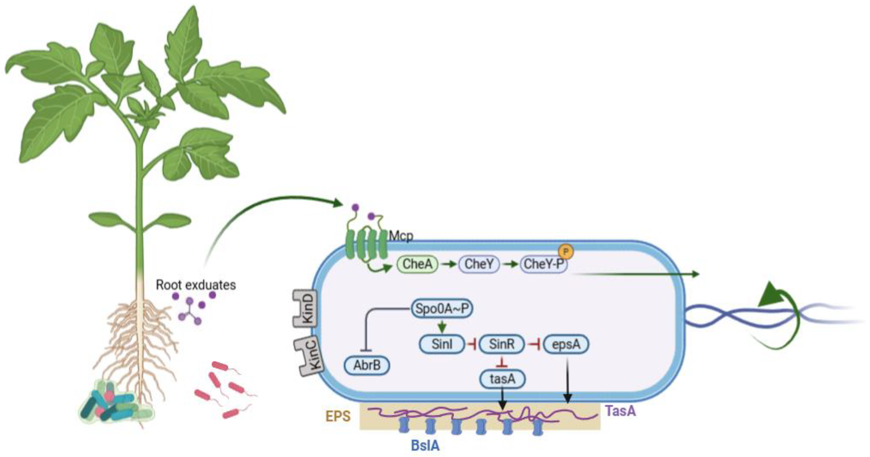Microorganisms 13 02823 g002 Microorganisms 13 02823 g002