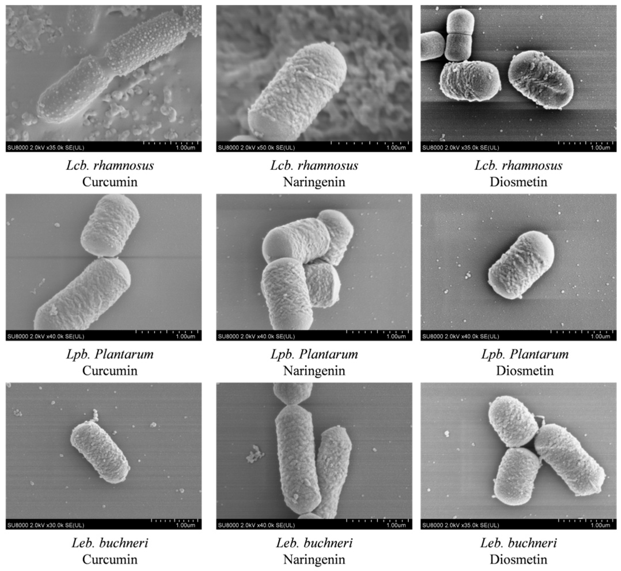 Microorganisms 13 02833 g002 Microorganisms 13 02833 g002