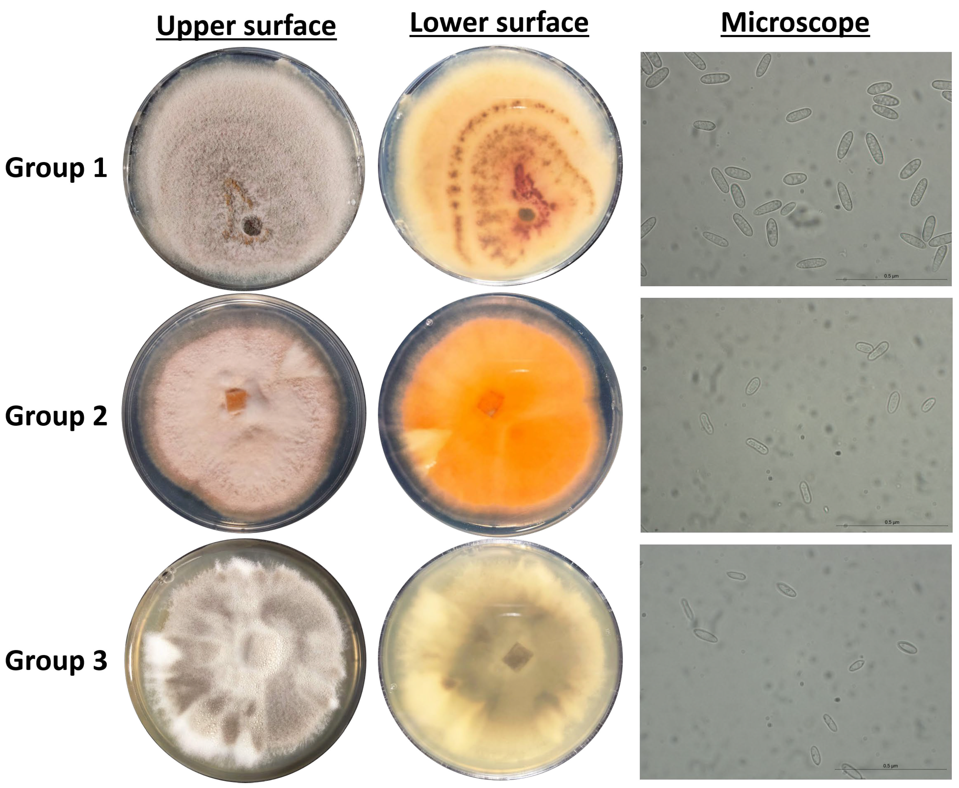Microorganisms 13 02838 g002 Microorganisms 13 02838 g002