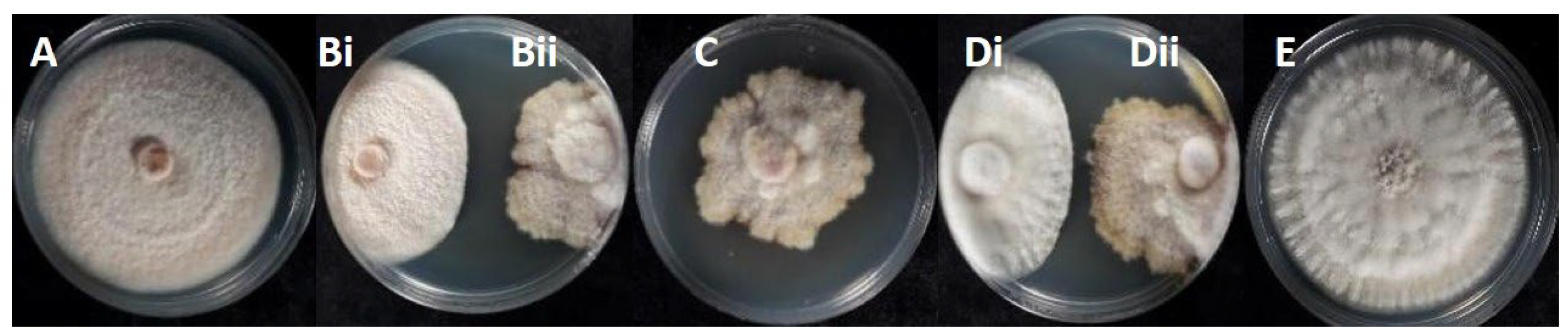 Microorganisms 13 02838 g006 Microorganisms 13 02838 g006