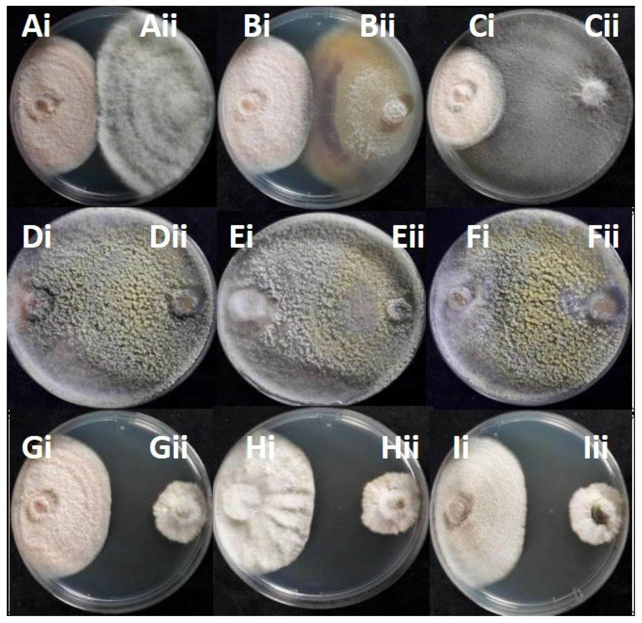 Microorganisms 13 02838 g007 Microorganisms 13 02838 g007