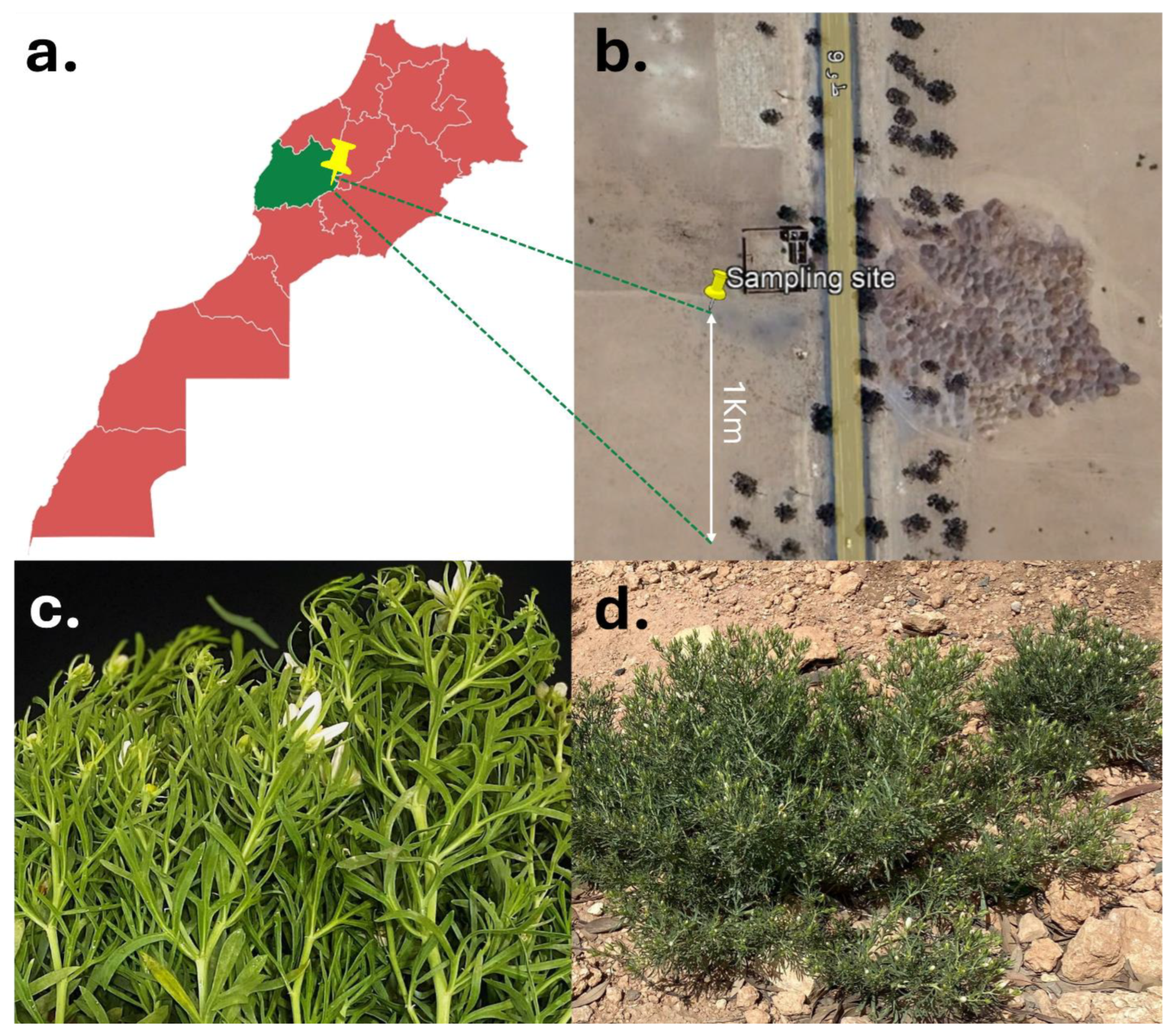 Microorganisms 13 02843 g001 Microorganisms 13 02843 g001