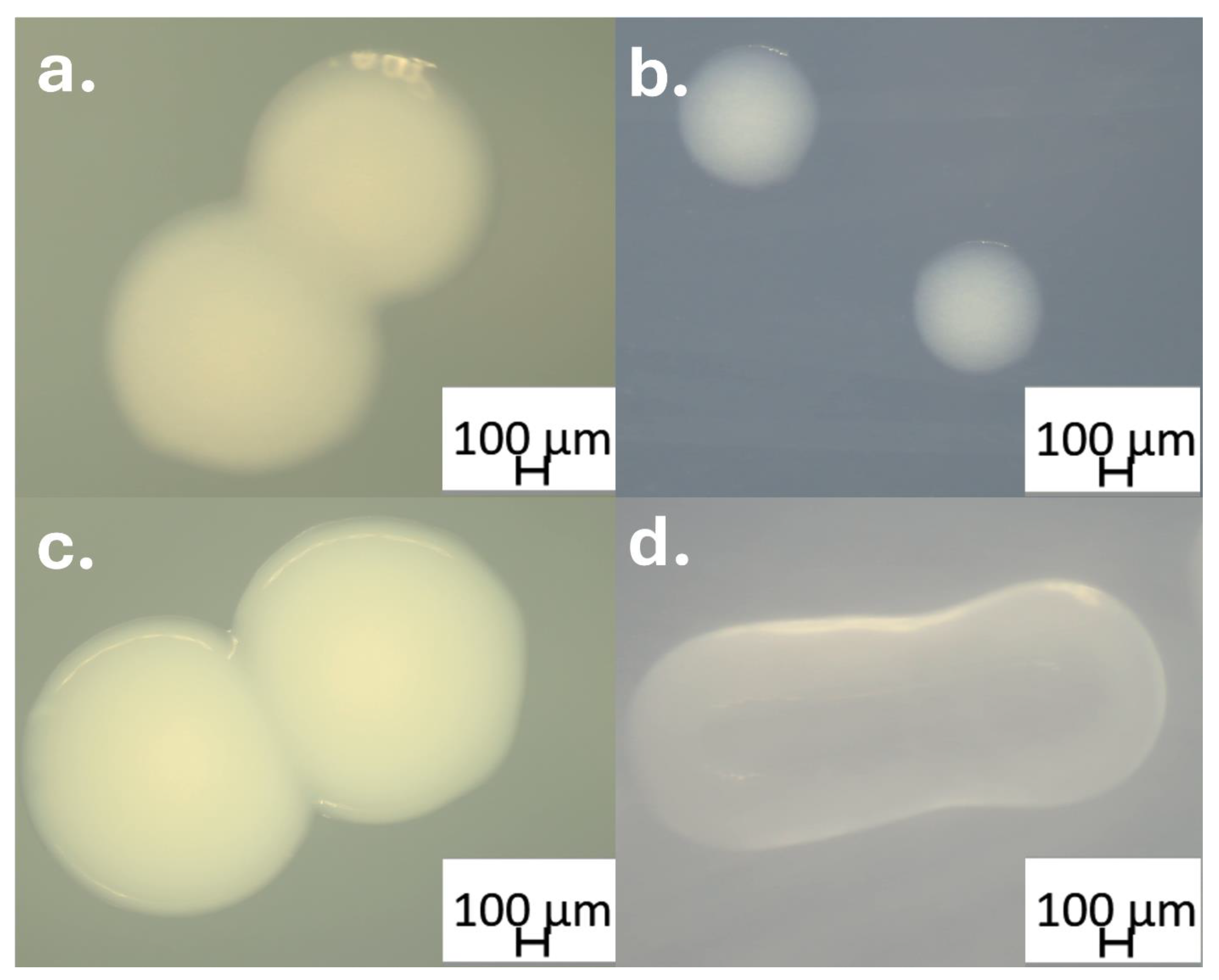 Microorganisms 13 02843 g004 Microorganisms 13 02843 g004