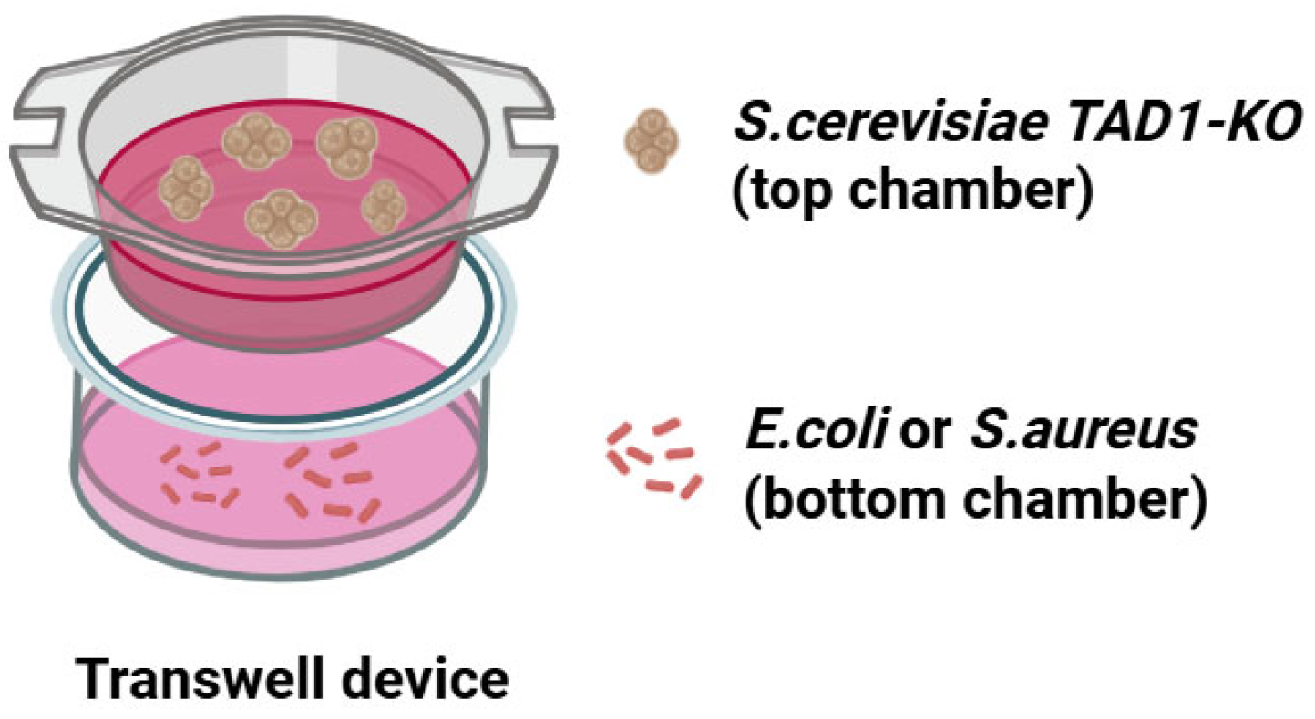 Microorganisms 13 02848 g002