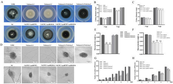 The Aromatic Amino Acid Biosynthesis Gene VdARO2 and the Cross