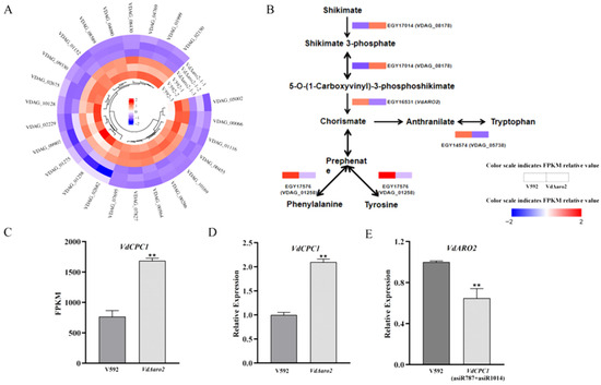 The Aromatic Amino Acid Biosynthesis Gene VdARO2 and the Cross