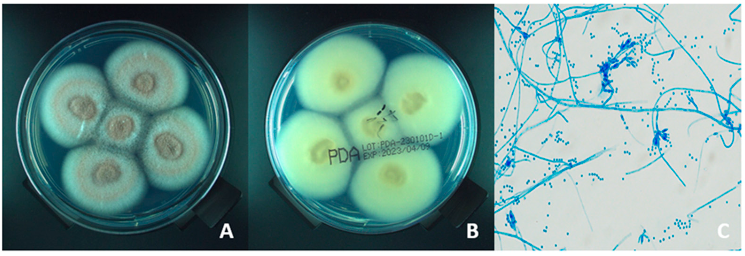 Microorganisms 13 02858 g002