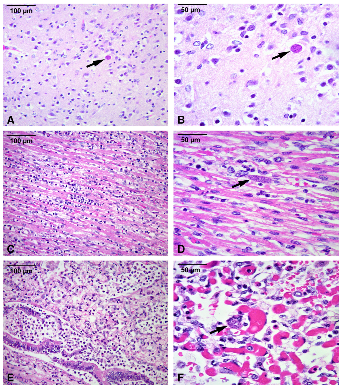 Microorganisms 13 02865 g001 Microorganisms 13 02865 g001