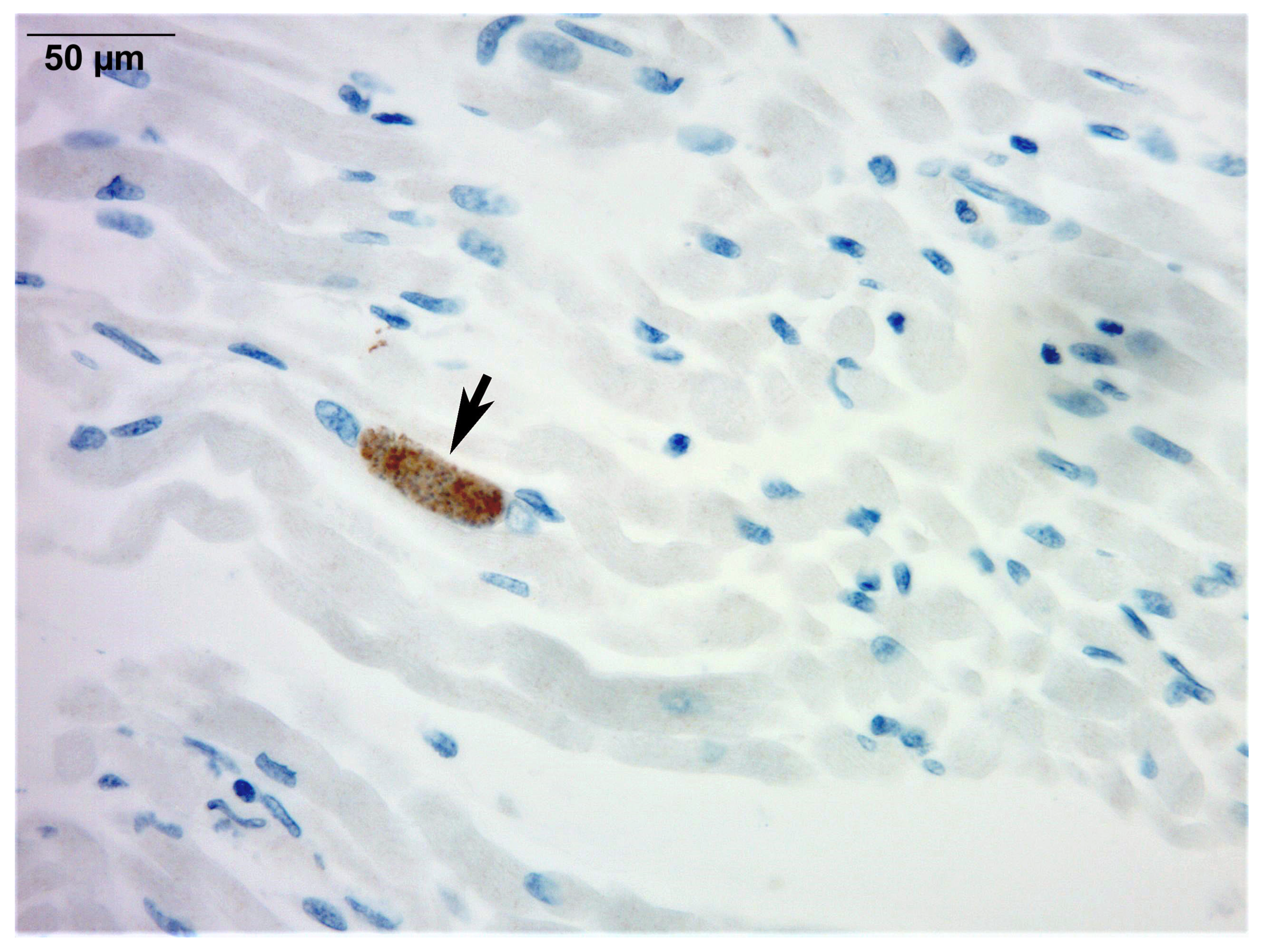 Microorganisms 13 02865 g002 Microorganisms 13 02865 g002