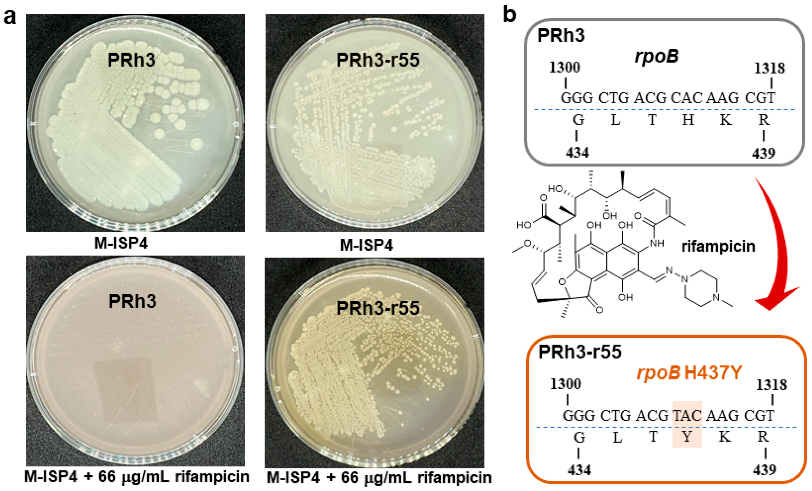Microorganisms 13 02871 g001
