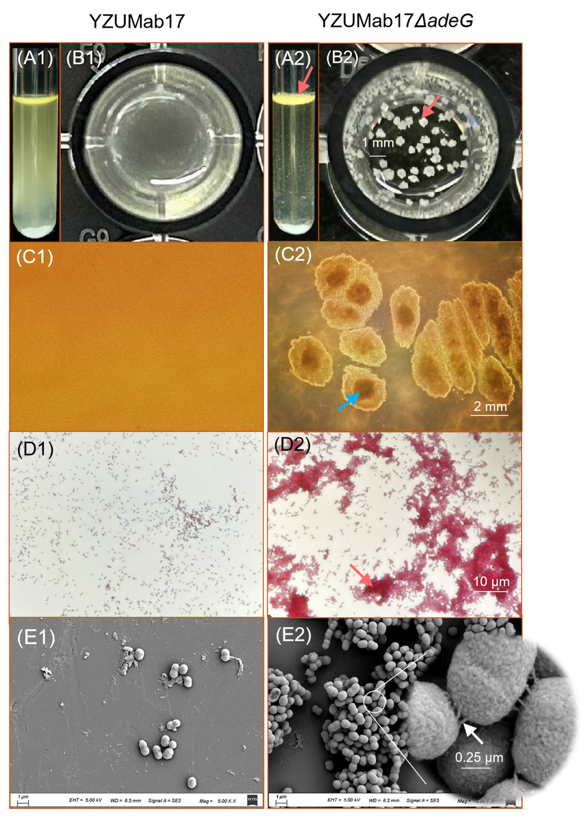 Microorganisms 14 00008 g002