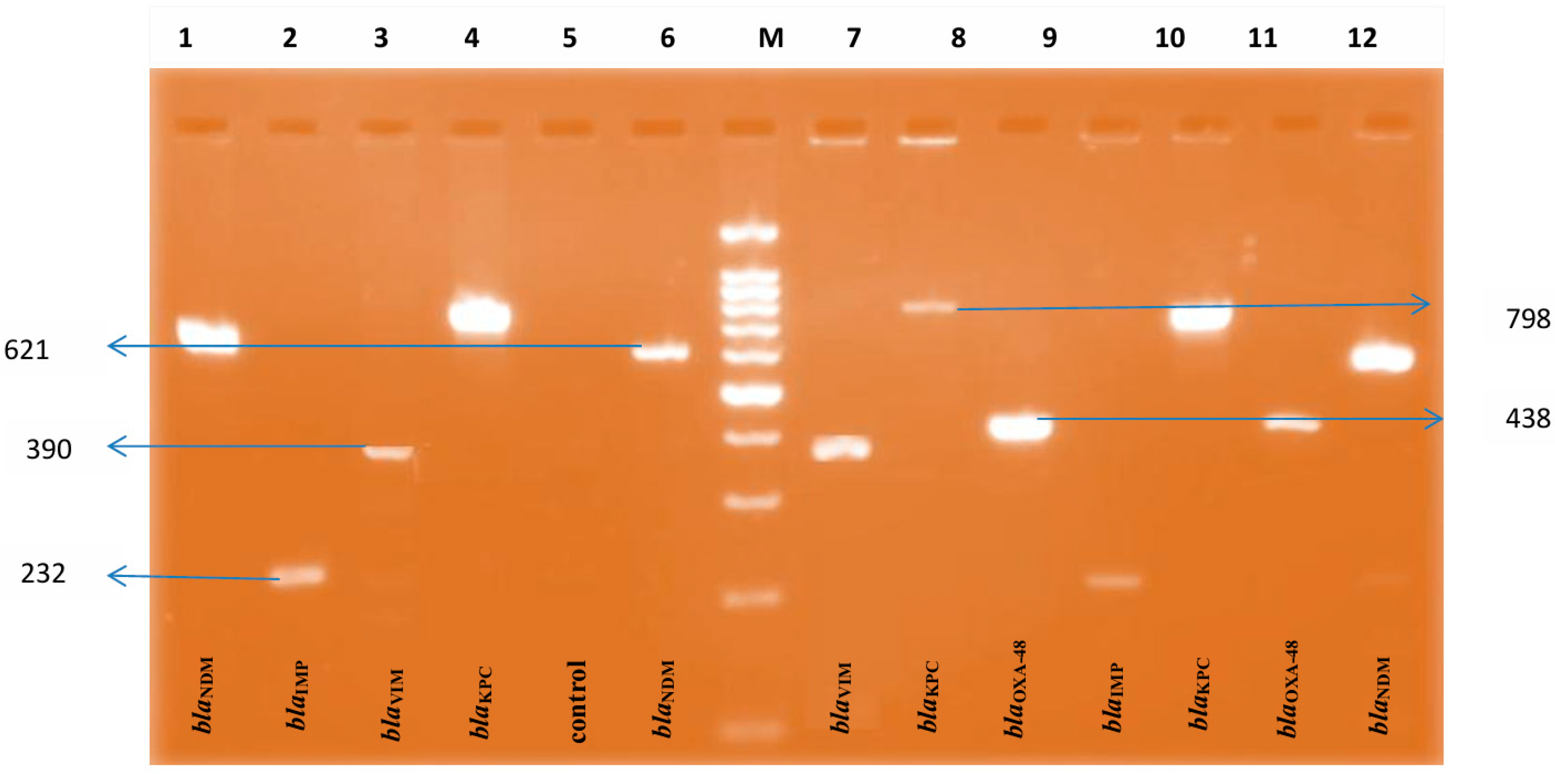 Microorganisms 14 00031 g002