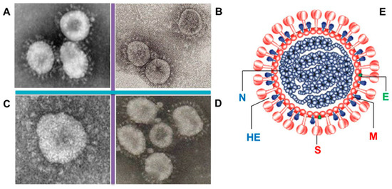 Alpha- and Beta-Coronaviruses in Humans and Animals: Taxonomy