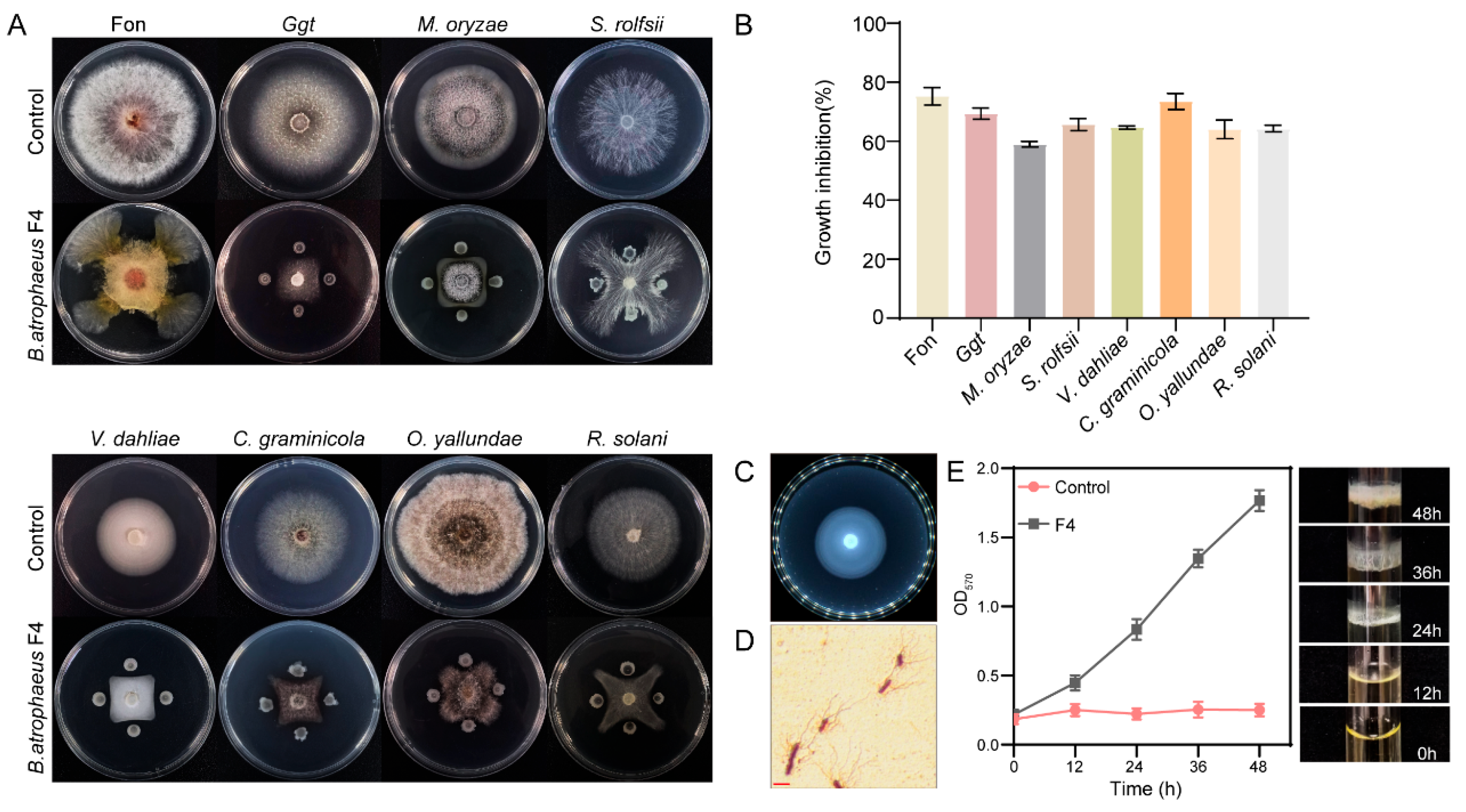 Microorganisms 14 00047 g008