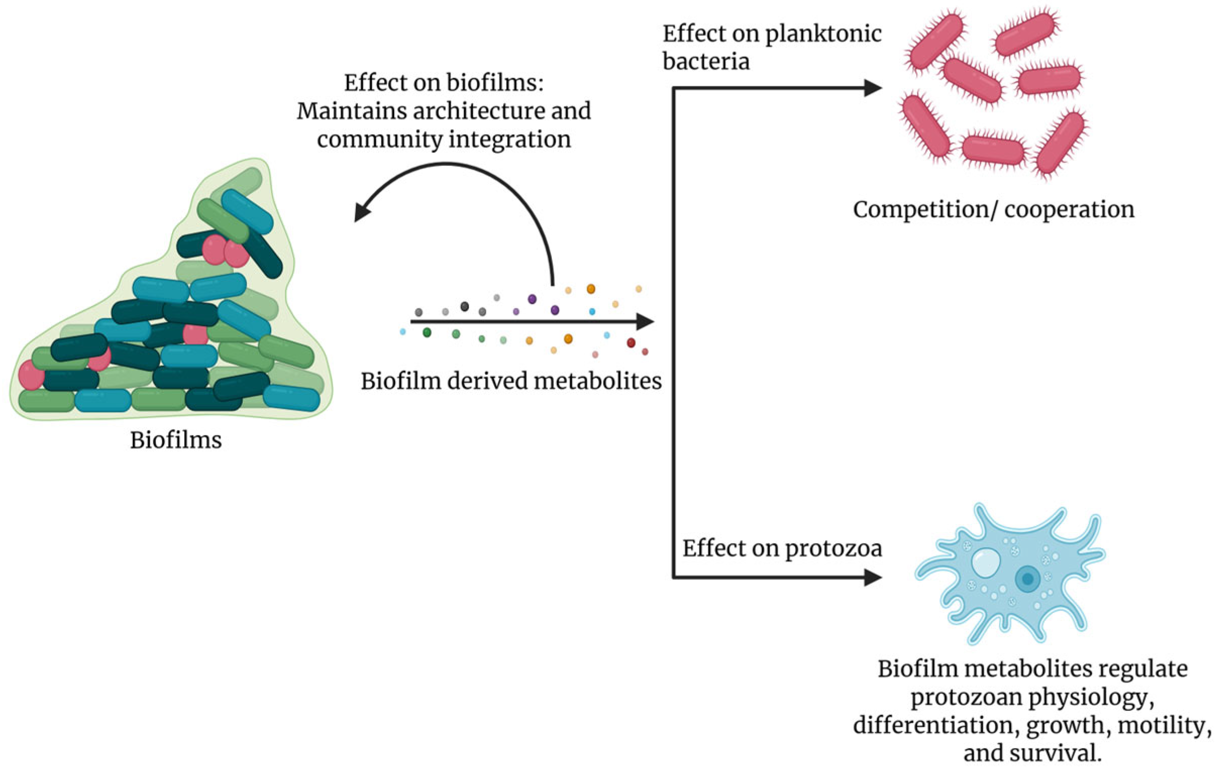 Microorganisms 14 00064 g001