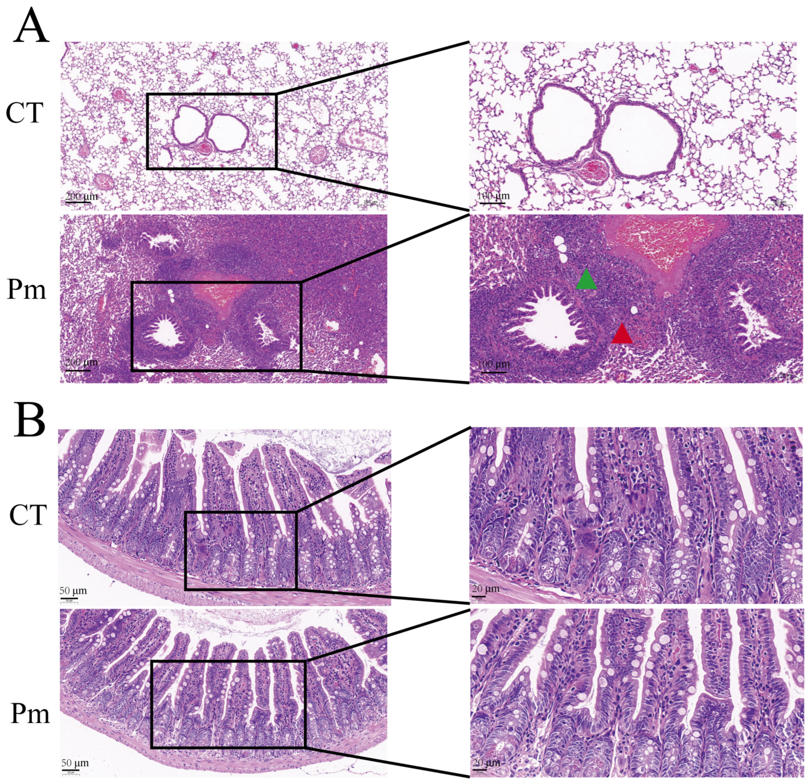 Microorganisms 14 00066 g001