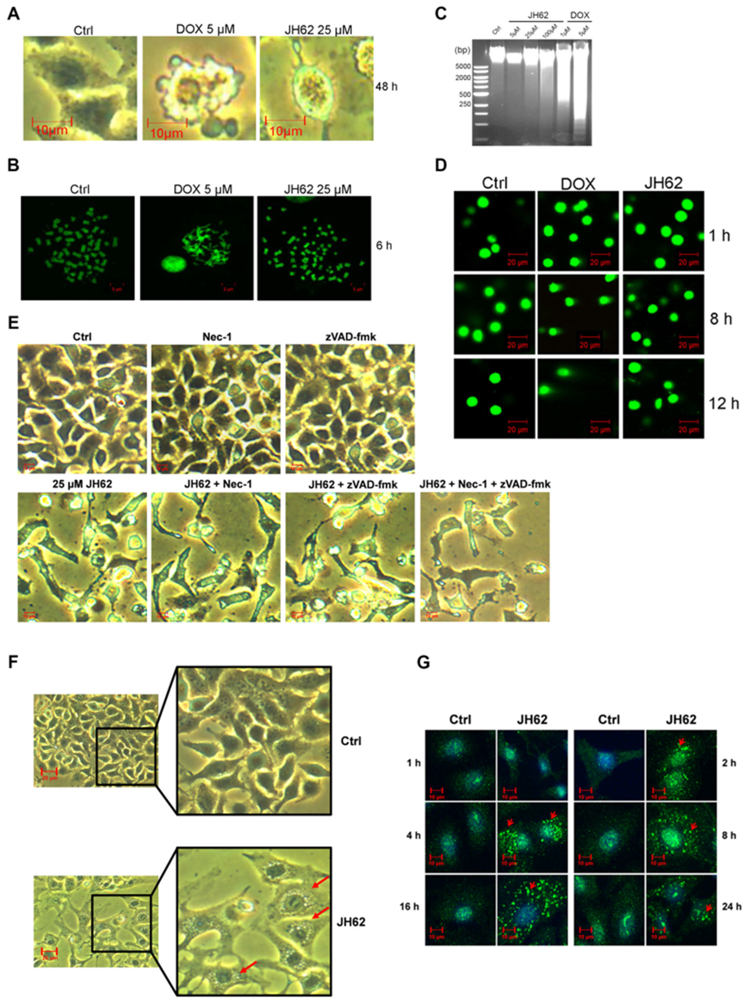 Microorganisms 14 00078 g004