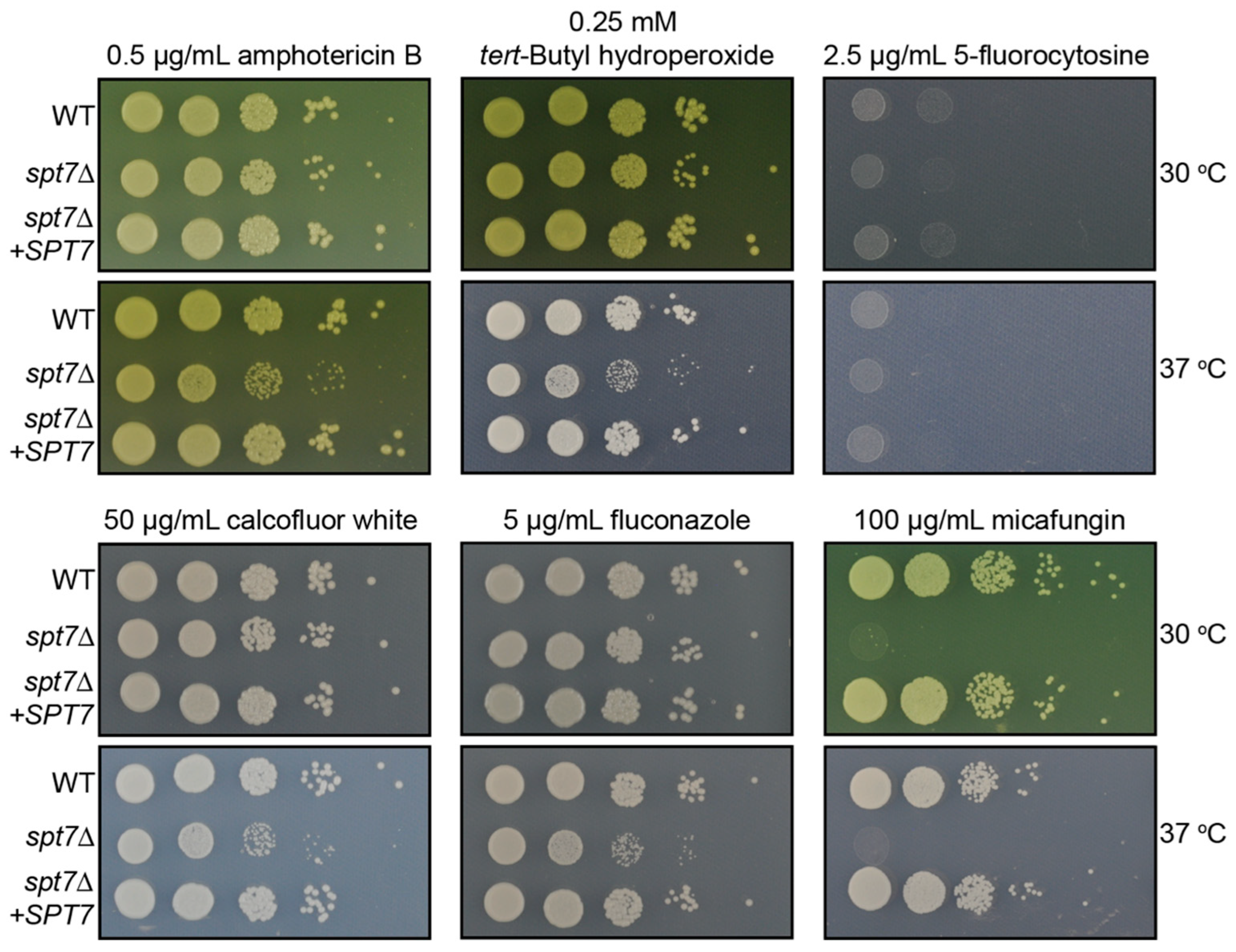 Microorganisms 14 00095 g003
