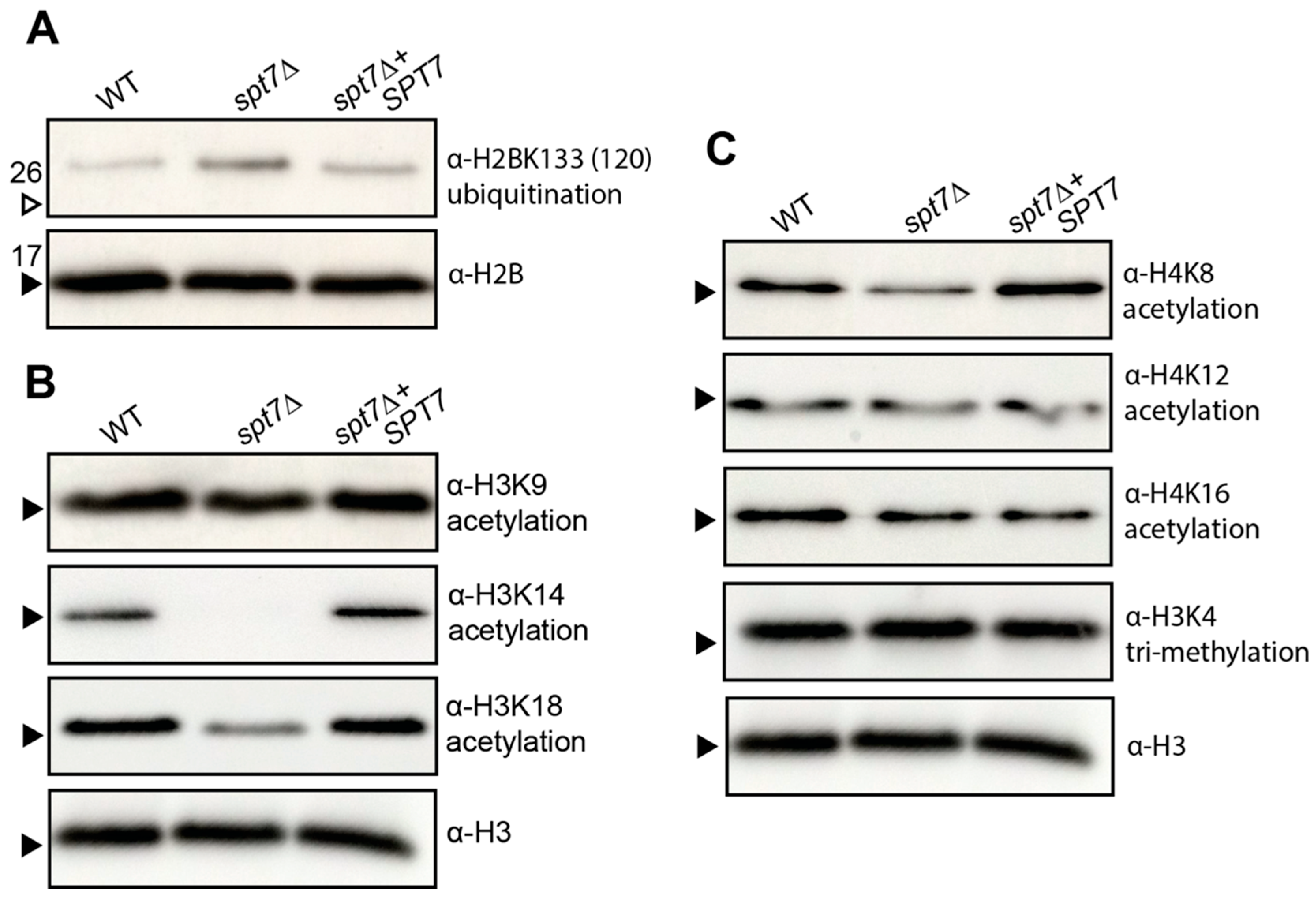 Microorganisms 14 00095 g008