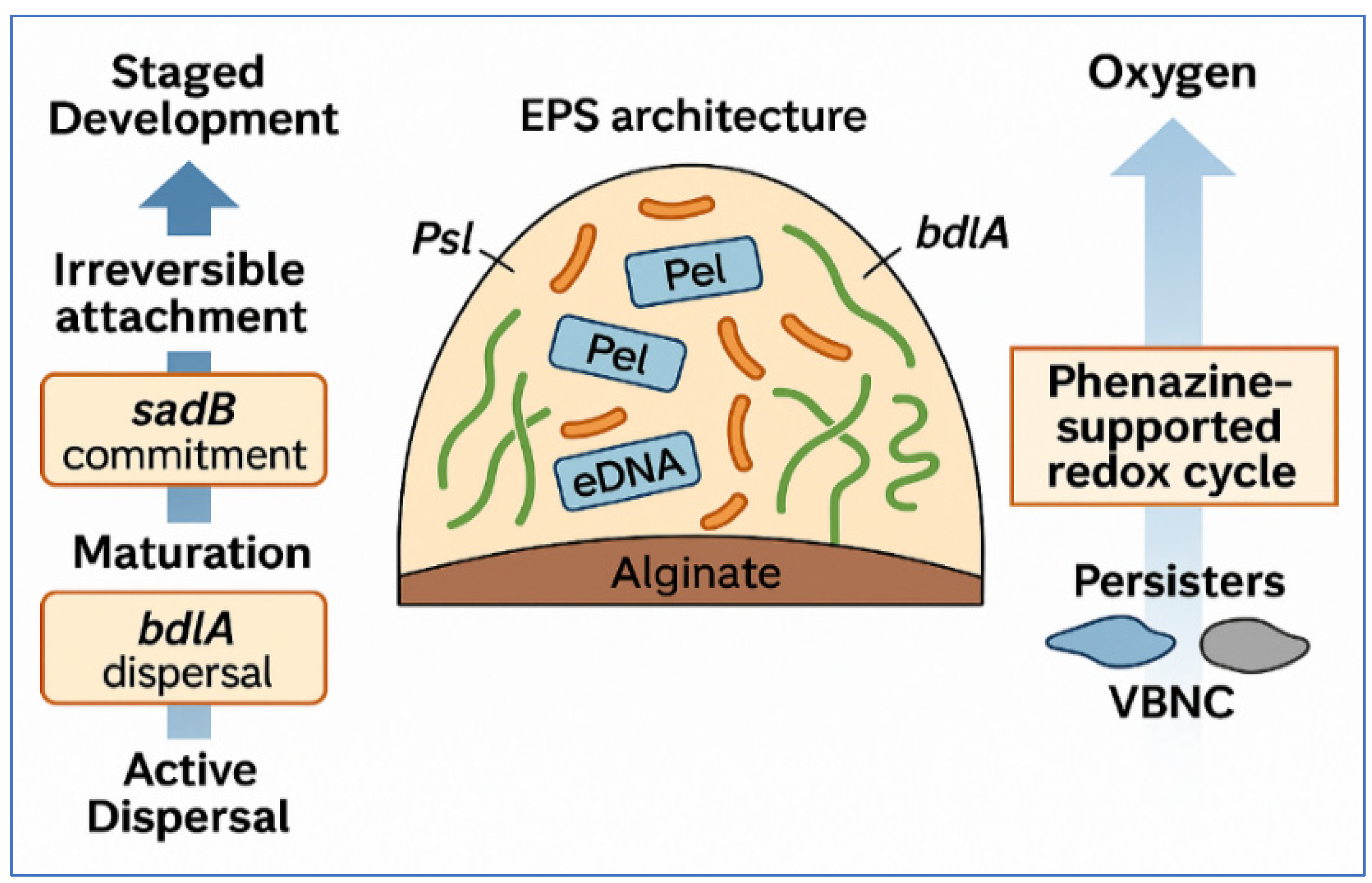 Microorganisms 14 00109 g001 Microorganisms 14 00109 g001